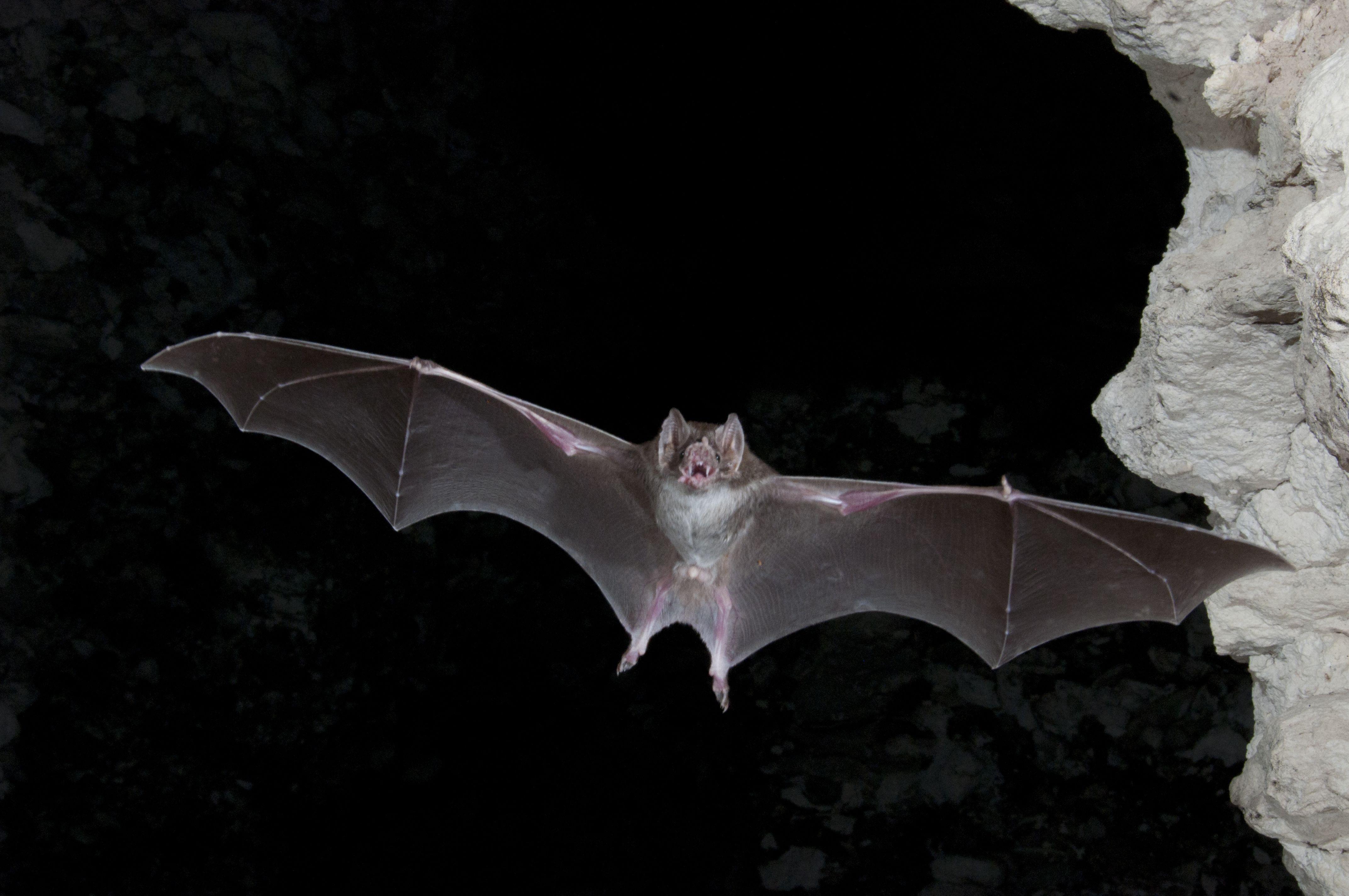 4288x2848 Vampire Bat Wallpaper HD