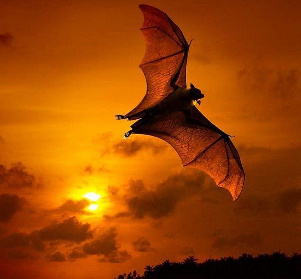 Bat Wallpapers - Top Free Bat Backgrounds - WallpaperAccess