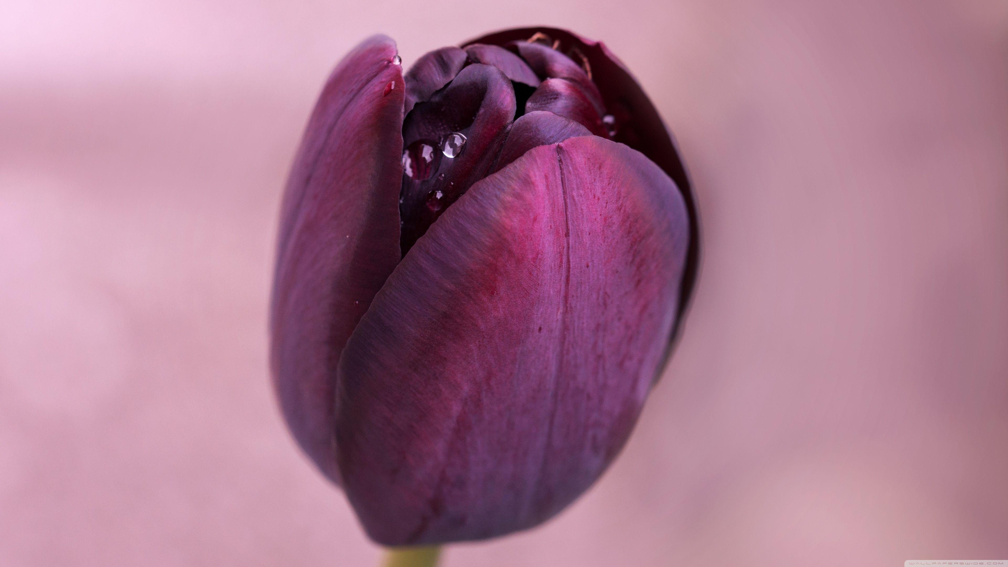 3840x2160 Water Drops On A Burgundy Tulip ❤ 4K HD Desktop Wallpaper for 4K