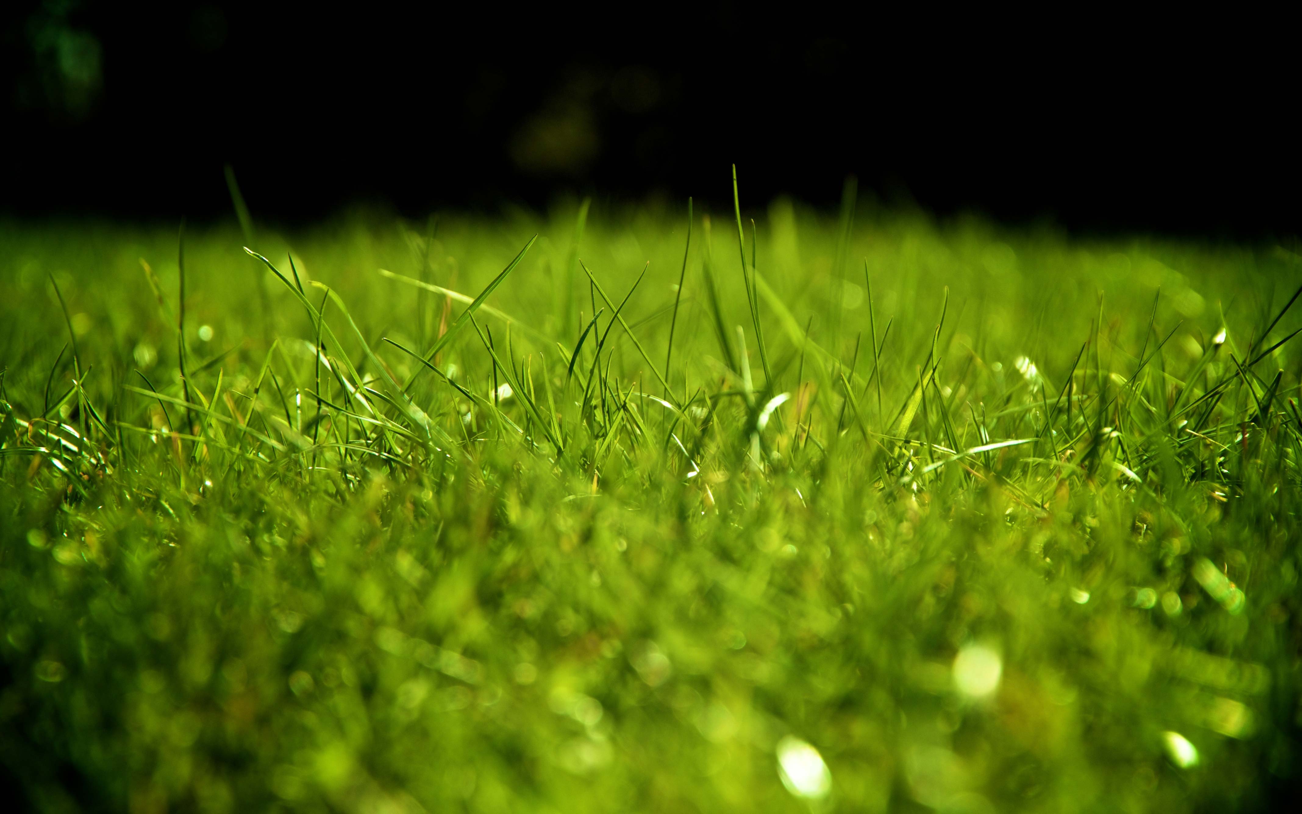 4271x2669 Ultra HD Wallpaper, flower 4K.. wallpaper. The Quality Ultra HD