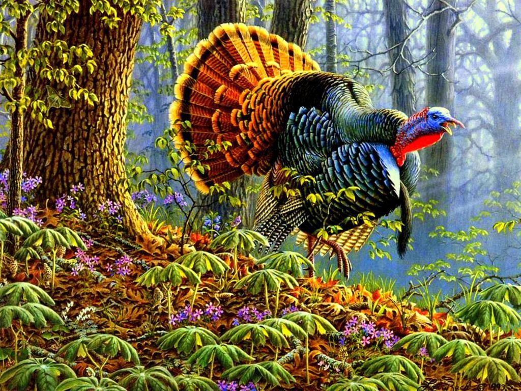 1024x768 Wild Turkey Desktop Wallpaper