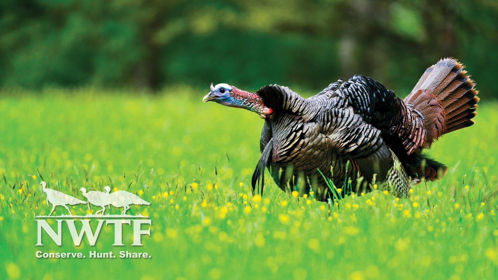 Wild Turkey Desktop Wallpapers - Top Free Wild Turkey Desktop