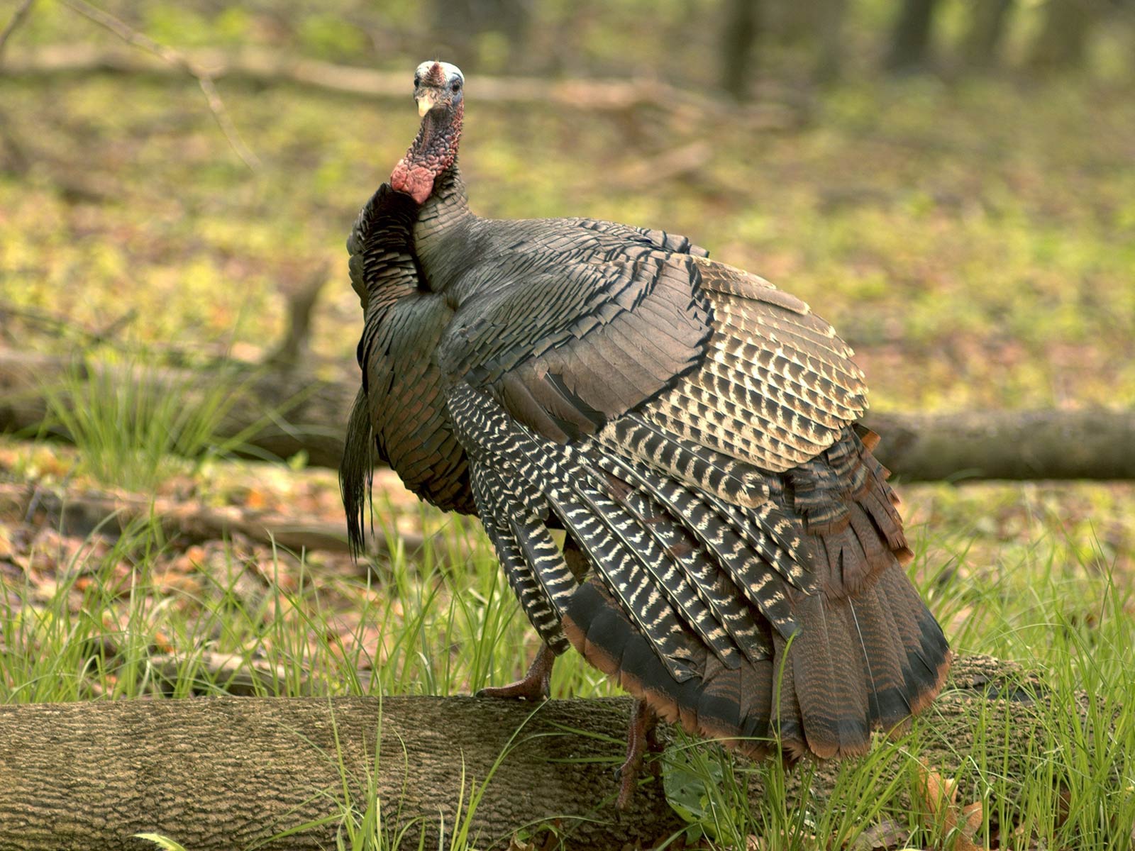 Wild Turkey Desktop Wallpapers - Top Free Wild Turkey Desktop