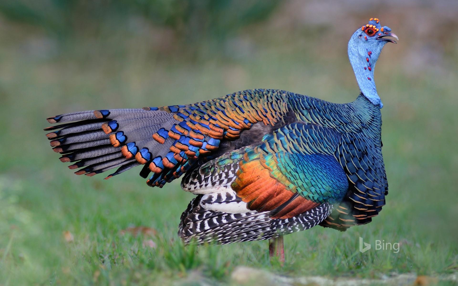 1920x1200 Wild Turkey Desktop Wallpaper #AB6L54H 1920x1200