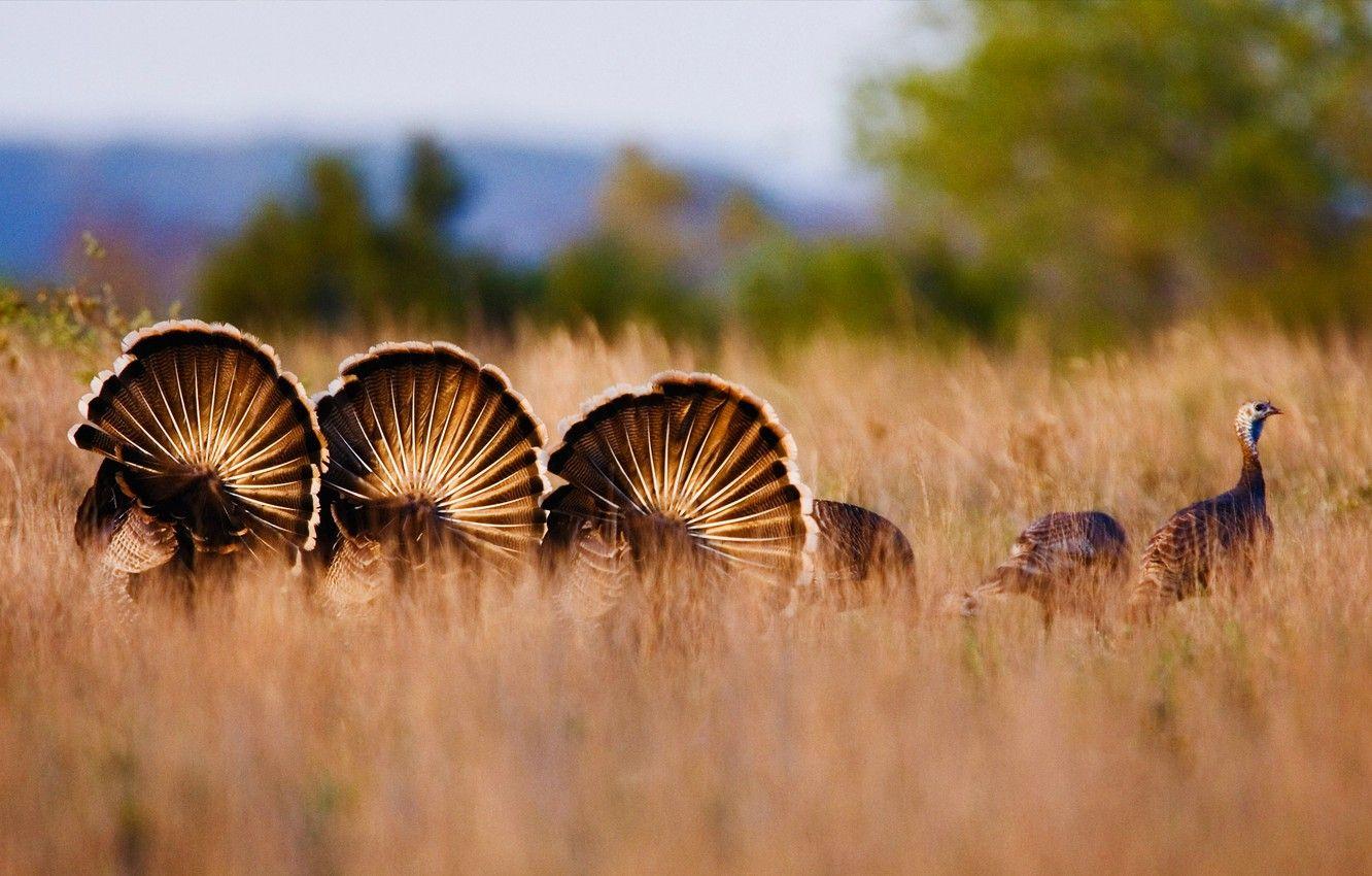 1332x850 Wallpaper autumn, grass, nature, the steppe, USA, Texas, Rio