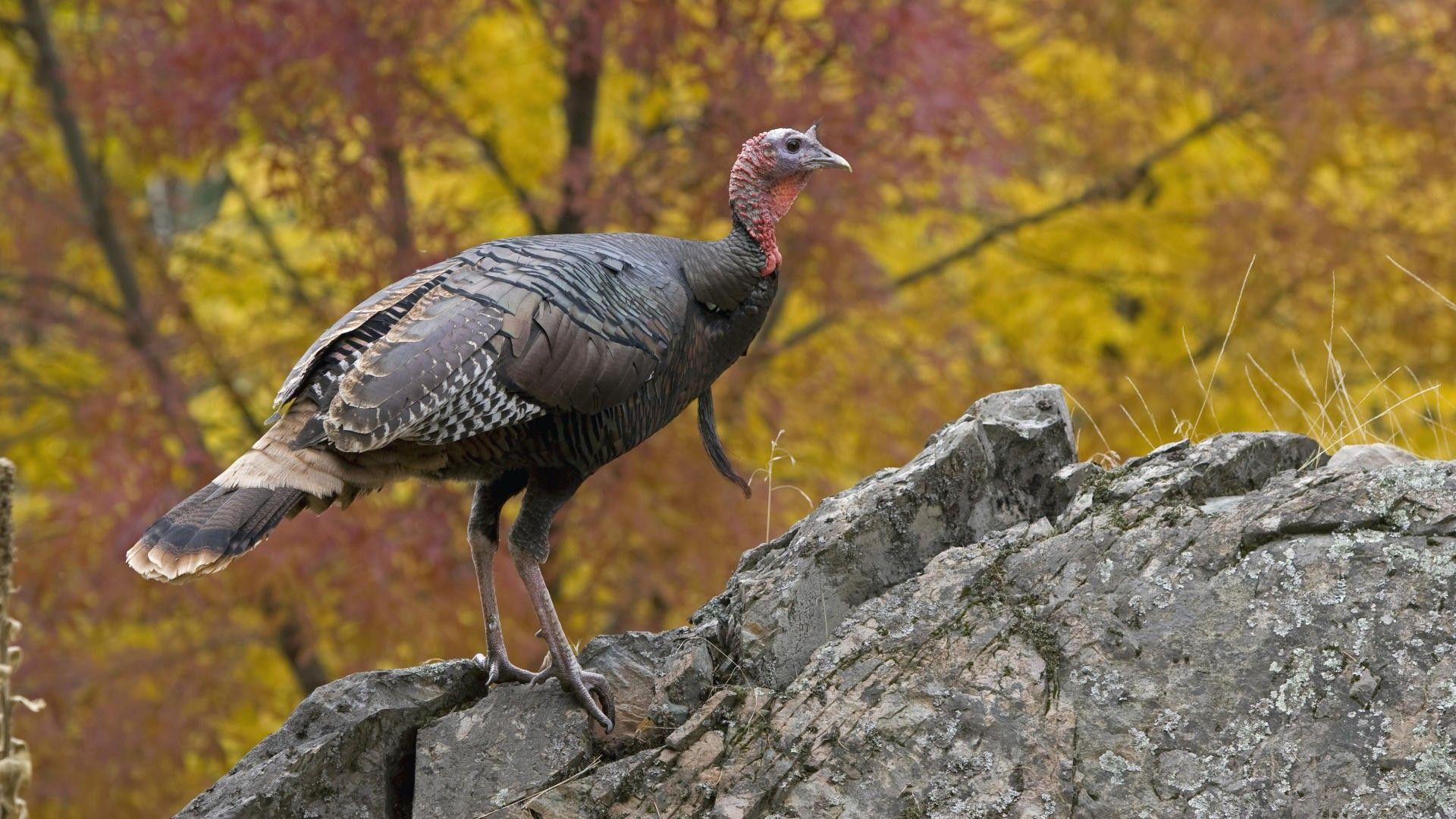 1920x1080 Turkey HD Wallpaper