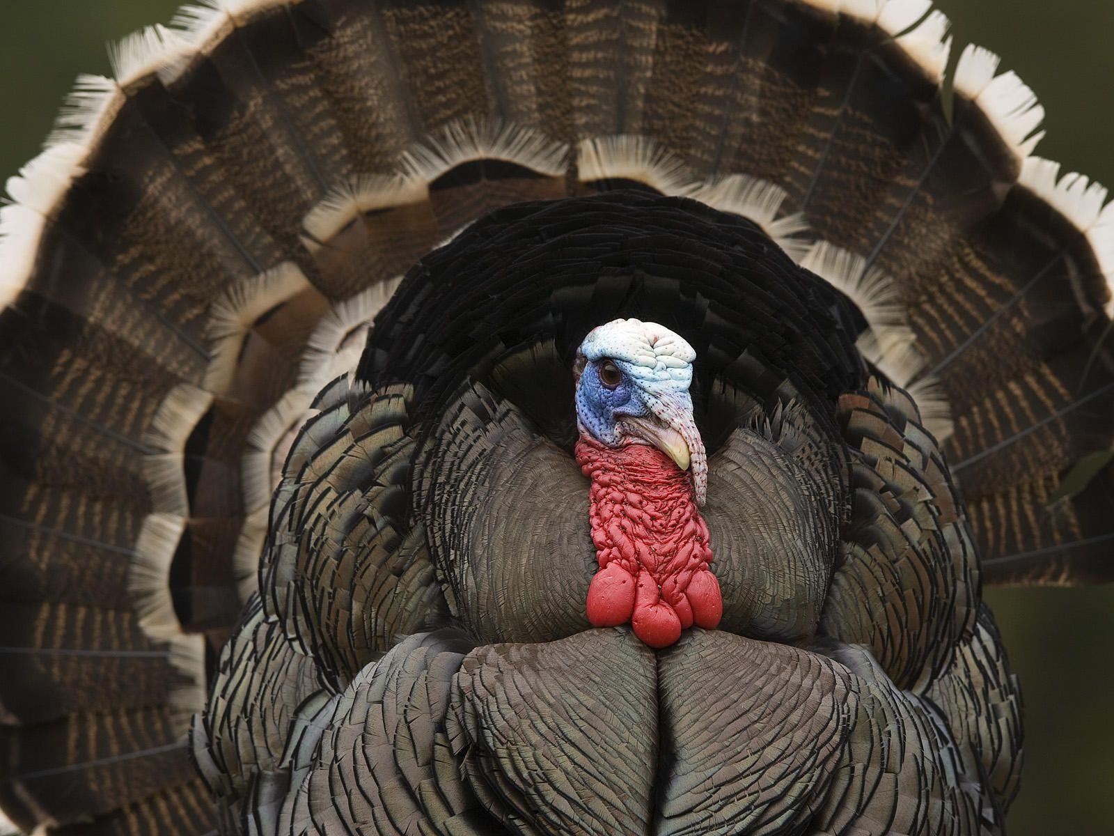 1600x1200 Free Turkey Wallpaper on MarkInternational.info