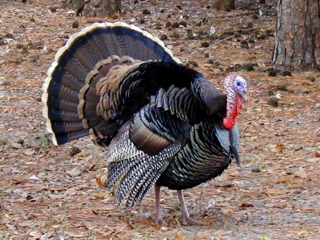 1024x768 Turkey Bird Wallpaper HD Wallpaper Background Of Your