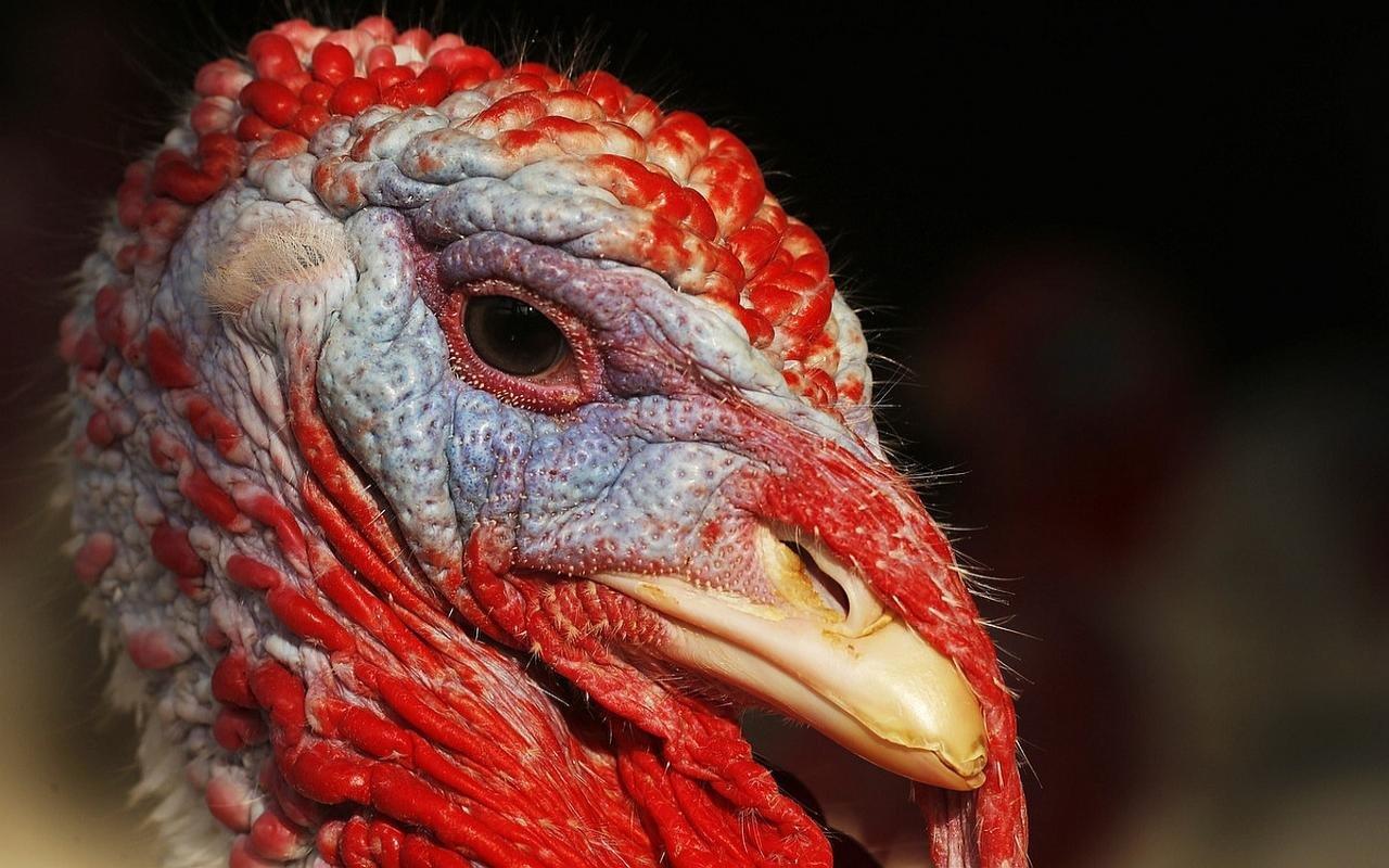 1280x800 Turkey bird wallpaper 1280x800 desktop background