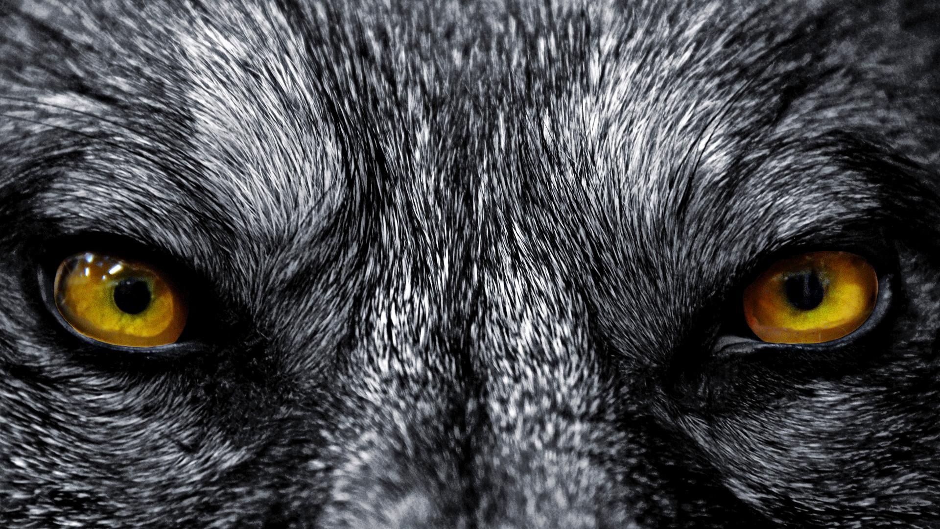 Creepy Wolf Wallpapers - Top Free Creepy Wolf Backgrounds - WallpaperAccess