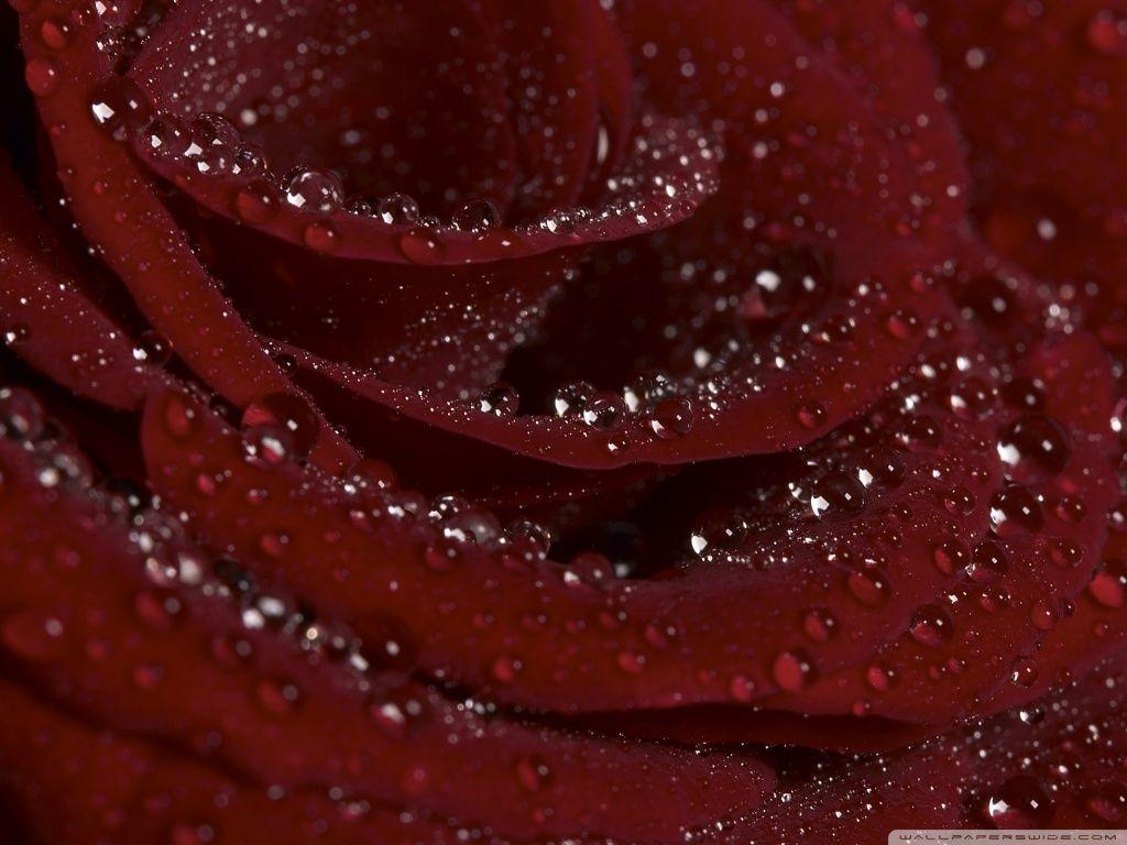 1024x768 Burgundy Rose ❤ 4K HD Desktop Wallpaper for 4K Ultra HD TV • Tablet