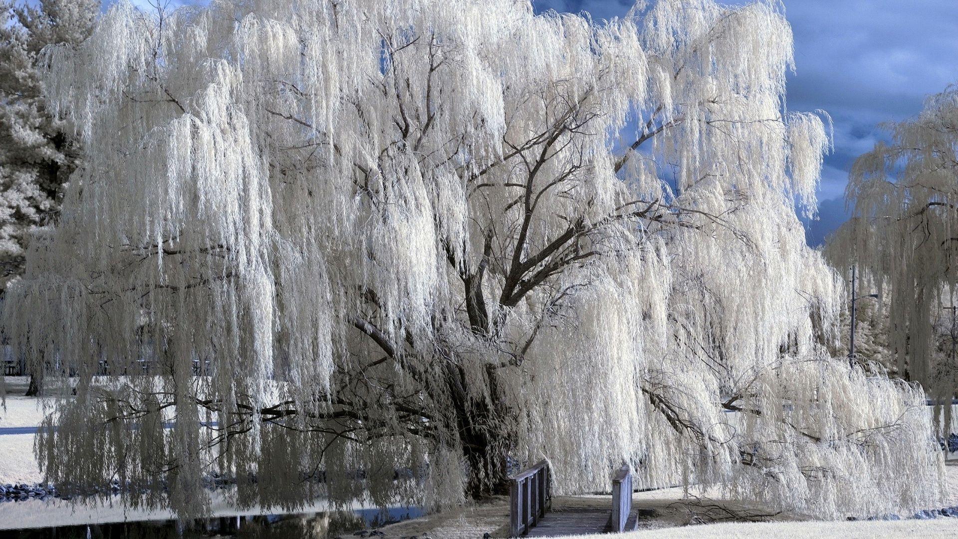 1920x1080 Winter Snow Wallpaper. snow winter tree wallpaper wallpaper