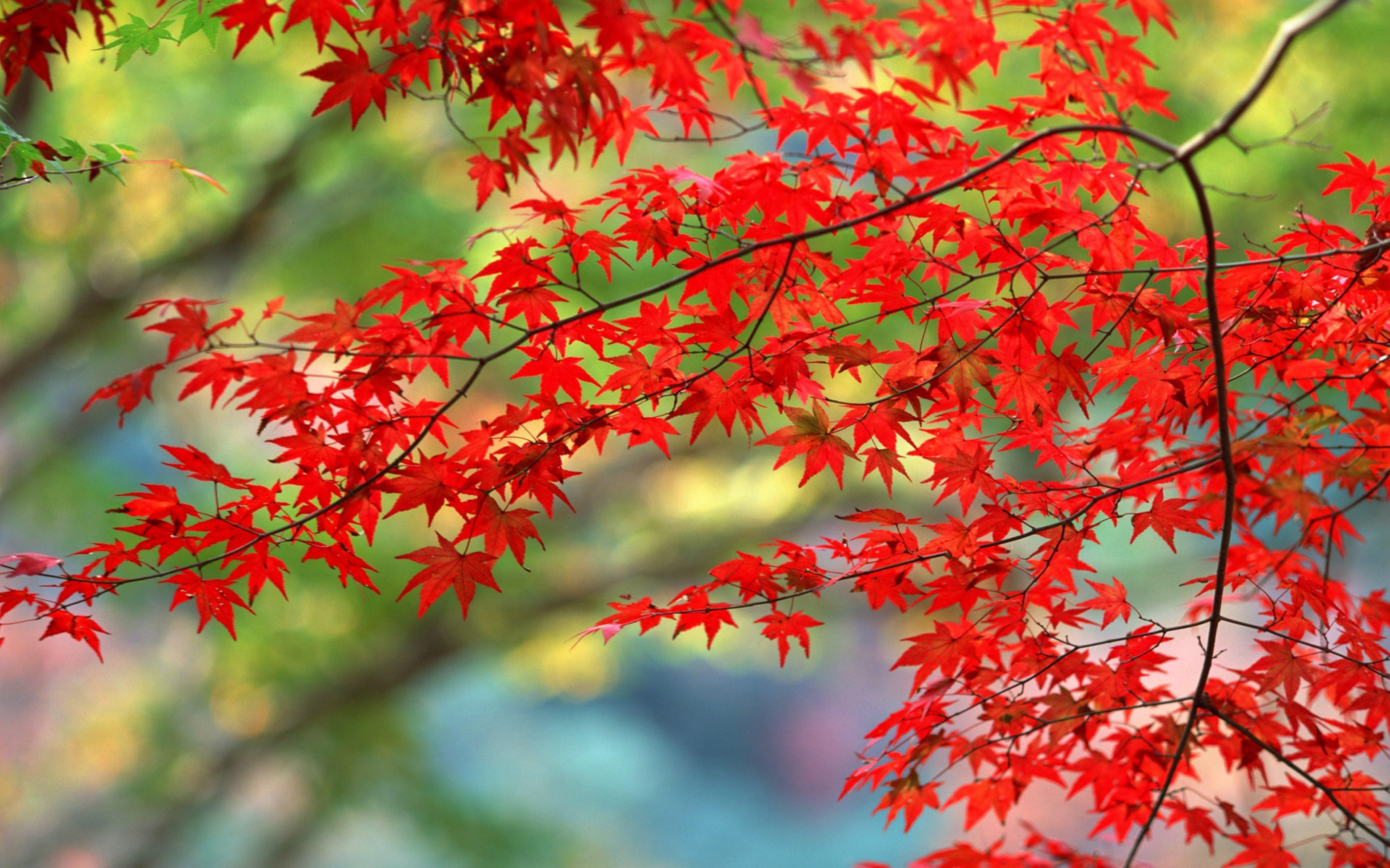 3840x2400 4k Ultra HD Nature Wallpaper