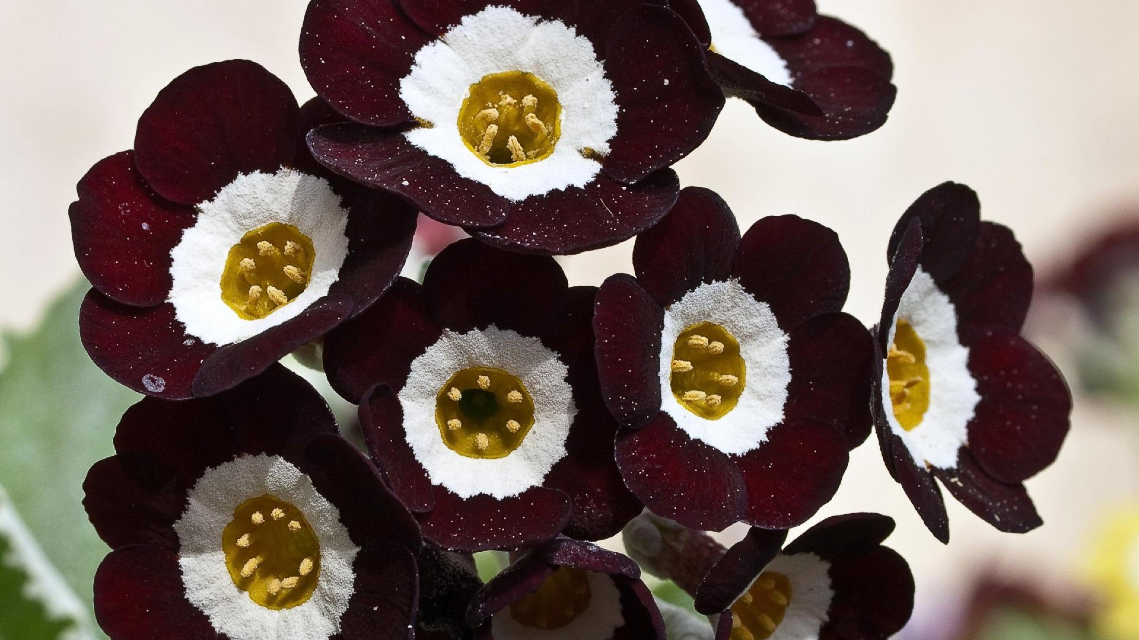 3840x2160 Flowers Floral Burgundy flowers HD Wallpaper, Desktop Background
