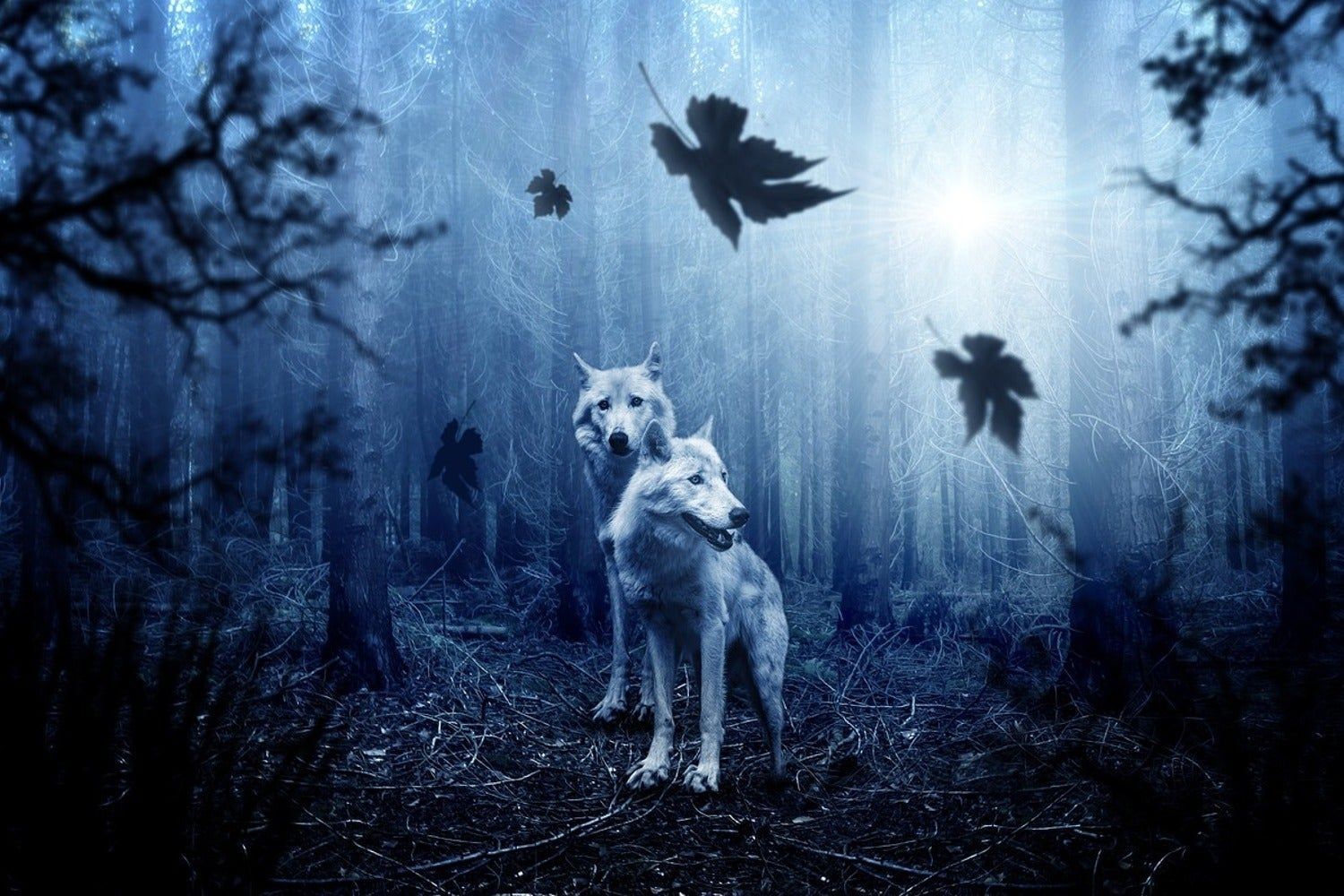 1500x1000 Wall Mural Photo Wallpaper Wolf's