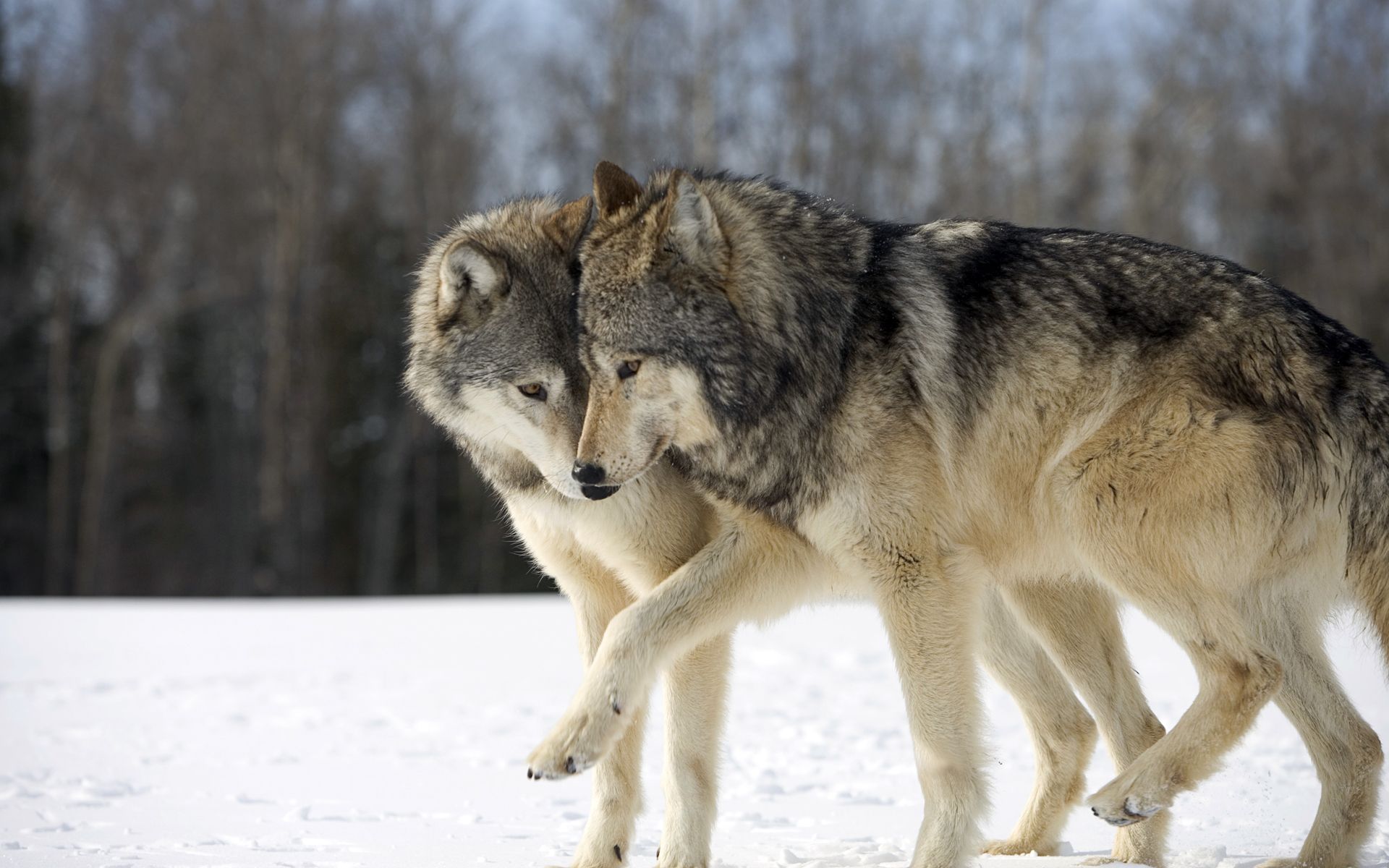1920x1200 Winter Wolves: A Stunning HD Wallpaper