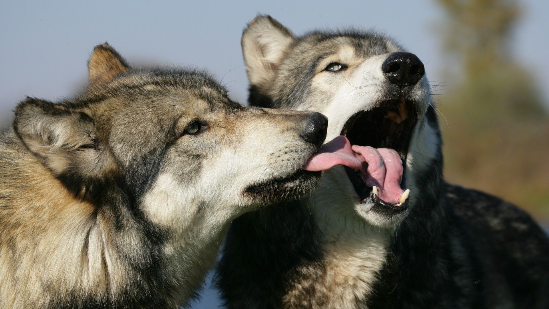 1920x1080 More cute wolf picture?