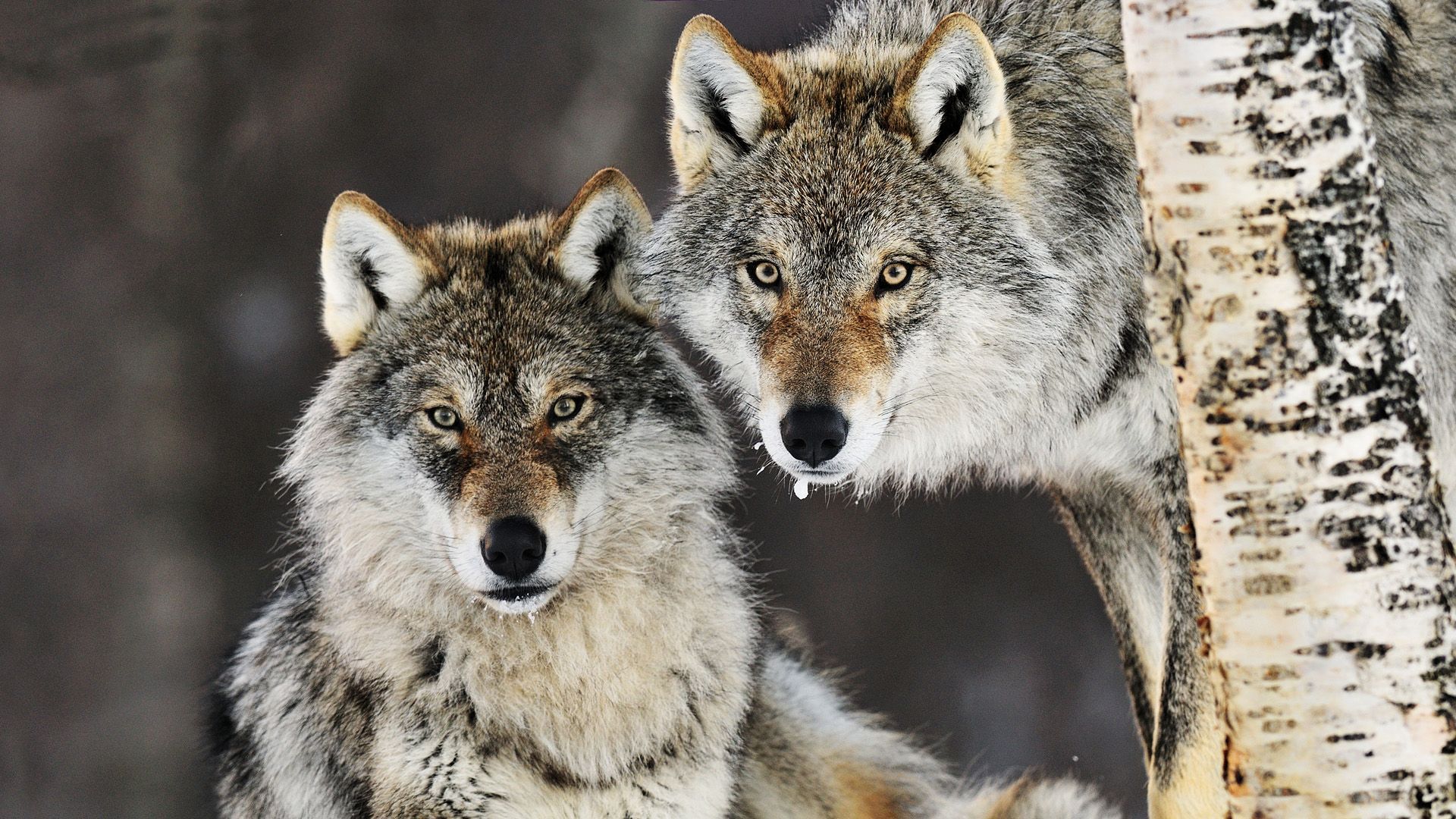 1920x1080 Majestic Wolves HD Wallpaper