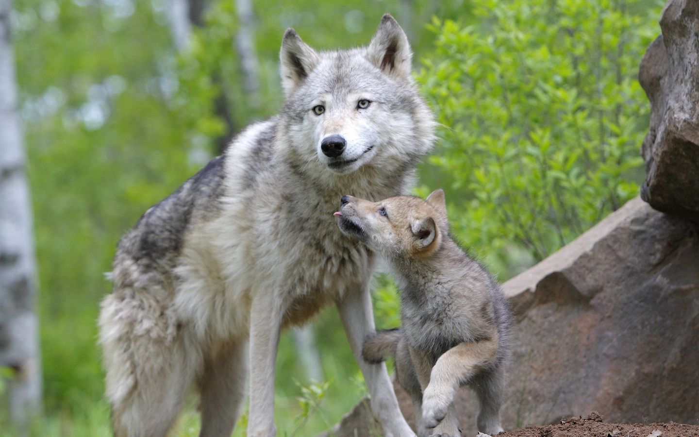 1440x900 Download wallpaper 1440x900 wolf, cub