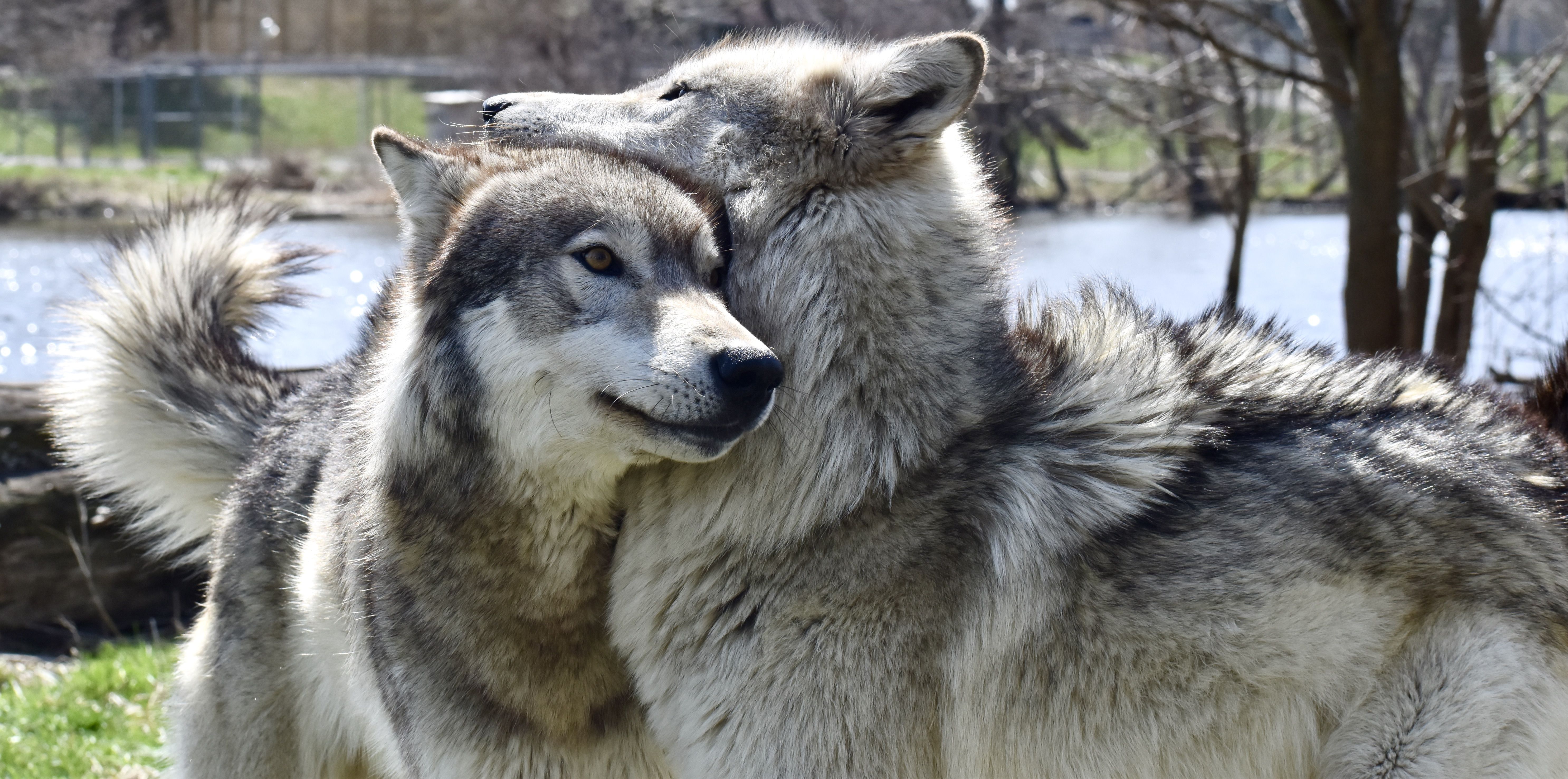 5943x2952 Sparrow and Aspen, Gray Wolves