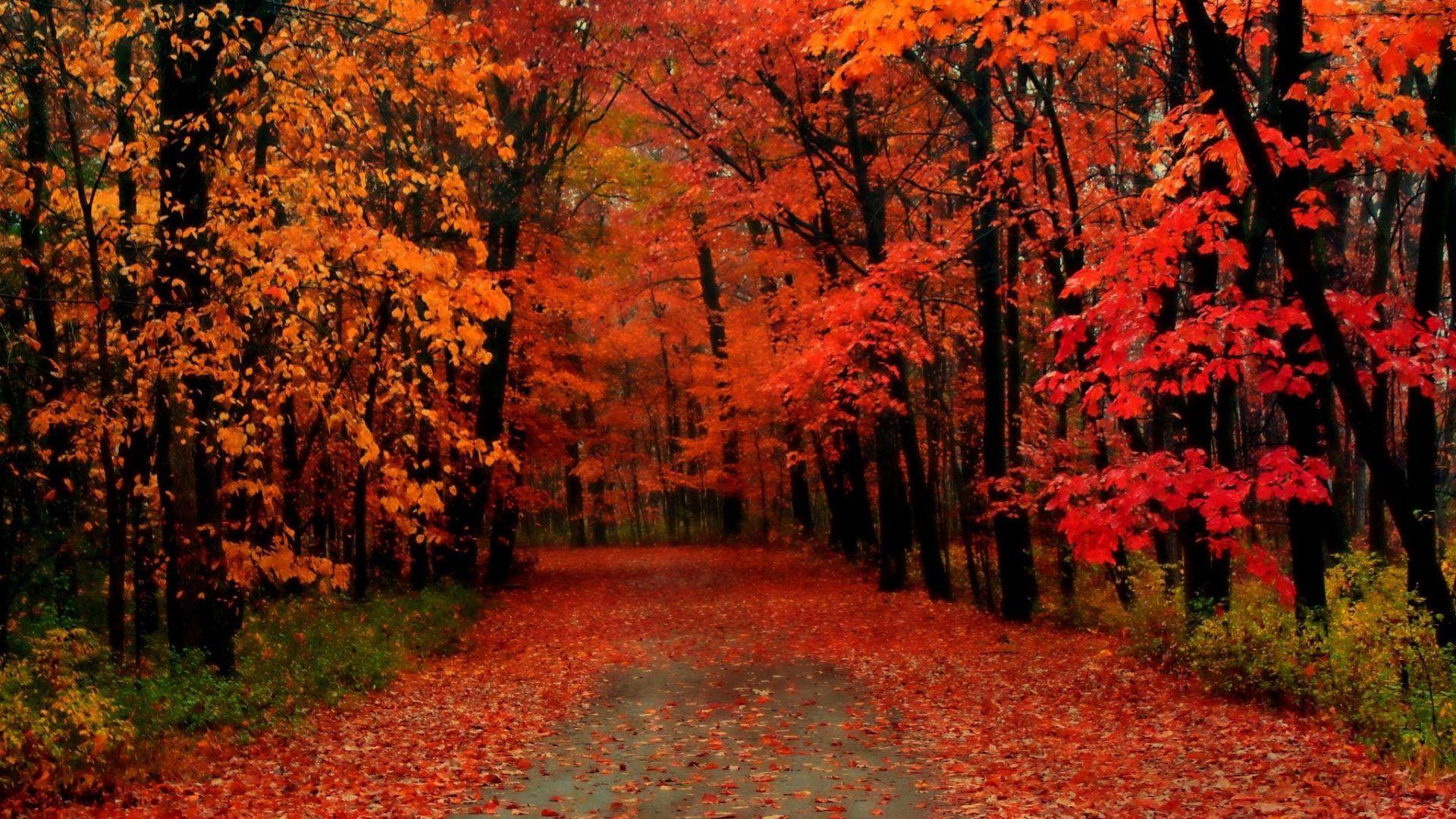 1920x1080 Forest Tag wallpaper: Path Tree Pine Forest Nature