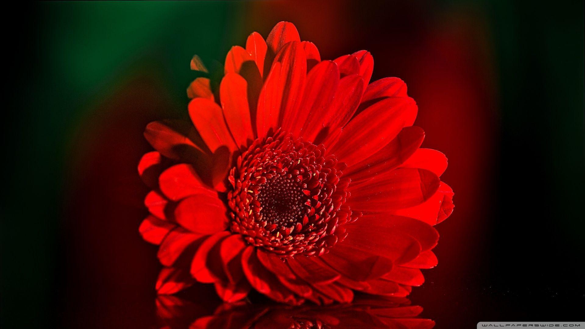 1920x1080 Burgundy Gerbera Daisy Flower HD desktop wallpaper Widescreen