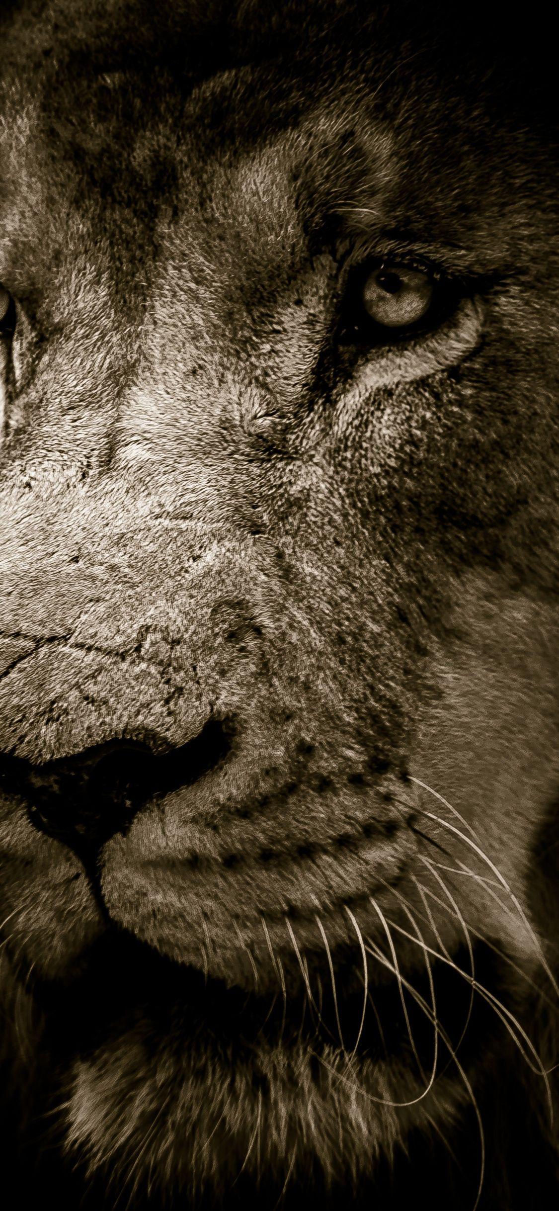 1125x2436 Download 1125x2436 wallpaper lion, fur, muzzle, predator