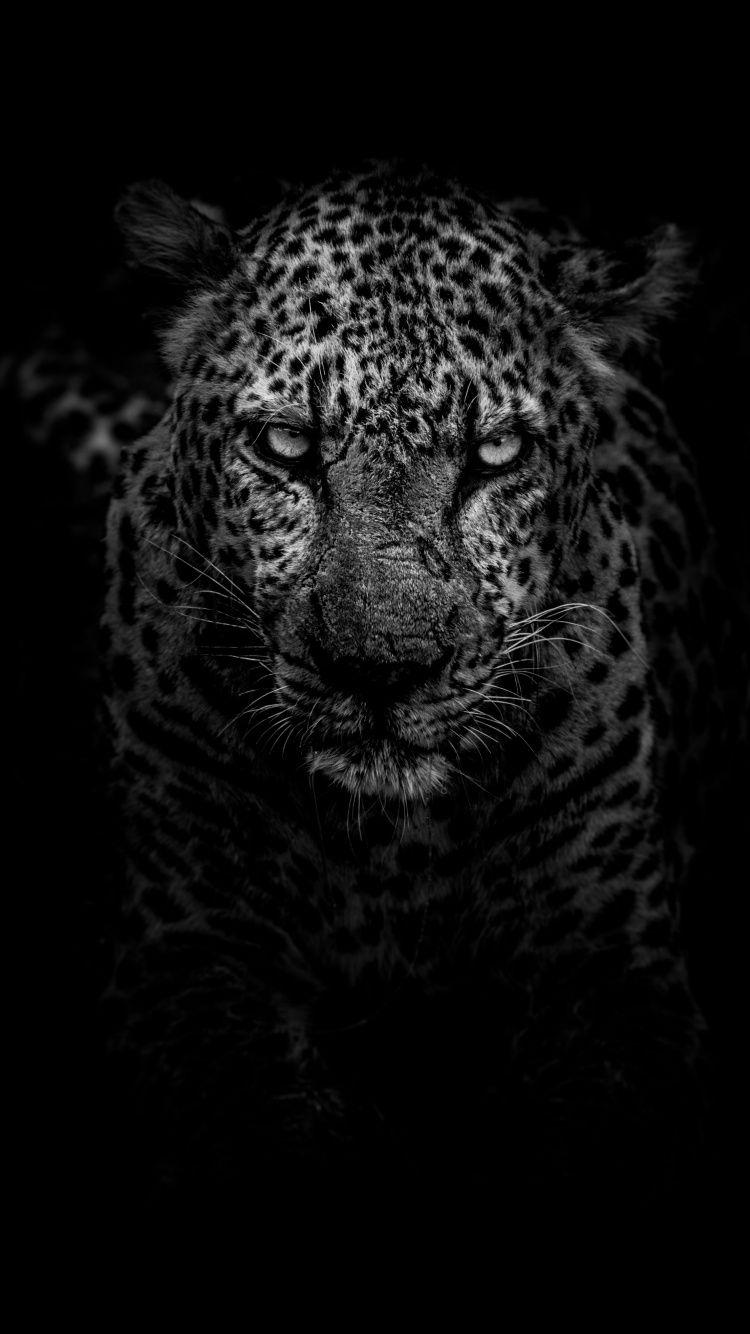 750x1334 Download Leopard, confident, predator, dark, monochrome