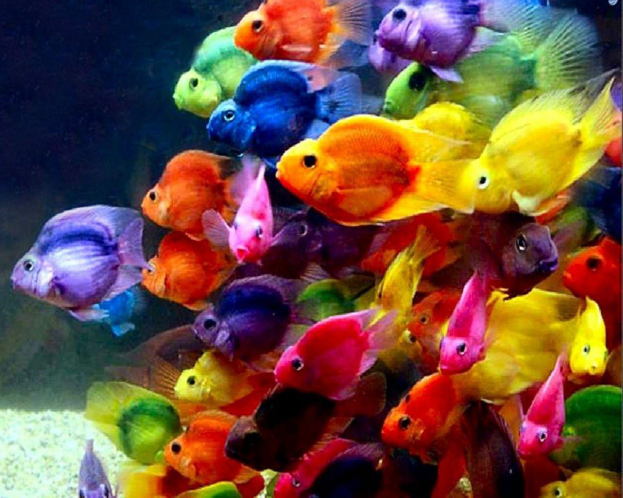 1280x1024 Beautiful Fish Wallpaper