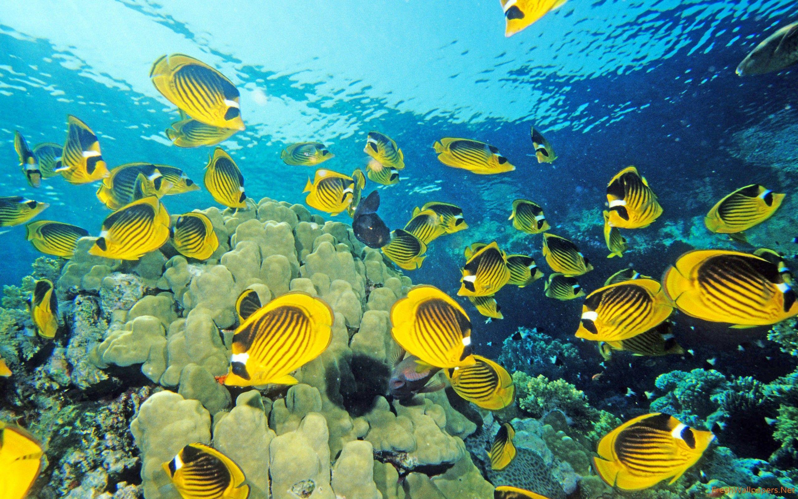 2560x1600 Fish Wallpaper HD wallpaper