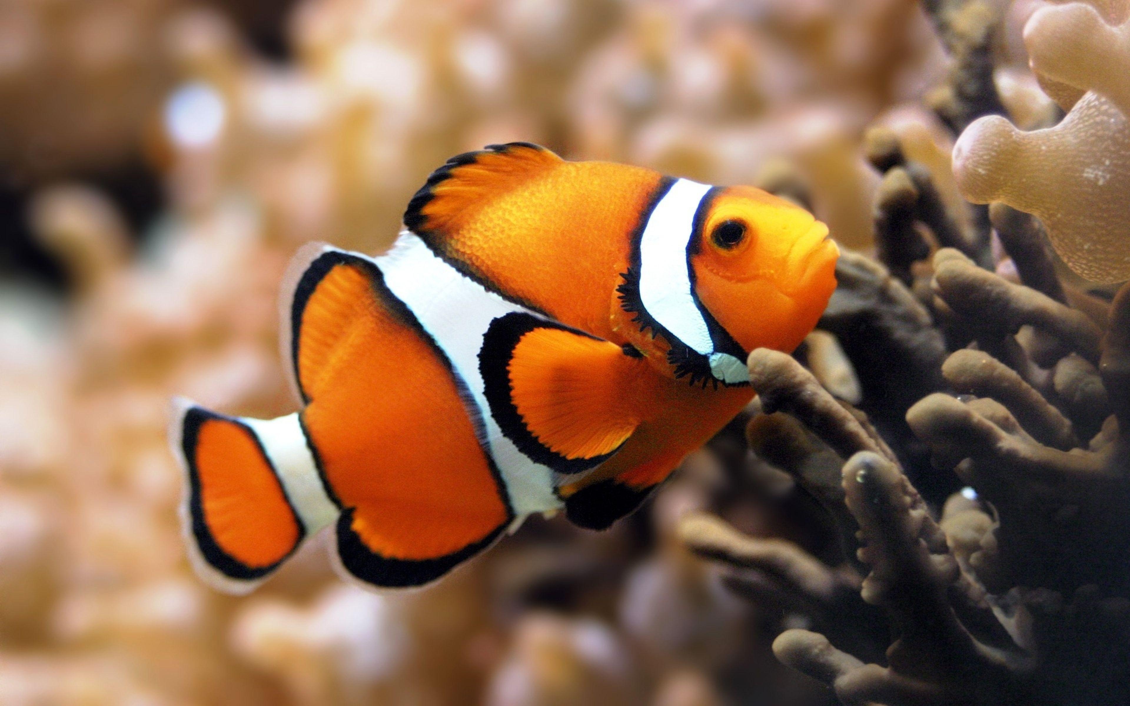 3840x2400 4K Fish Wallpaper High Quality