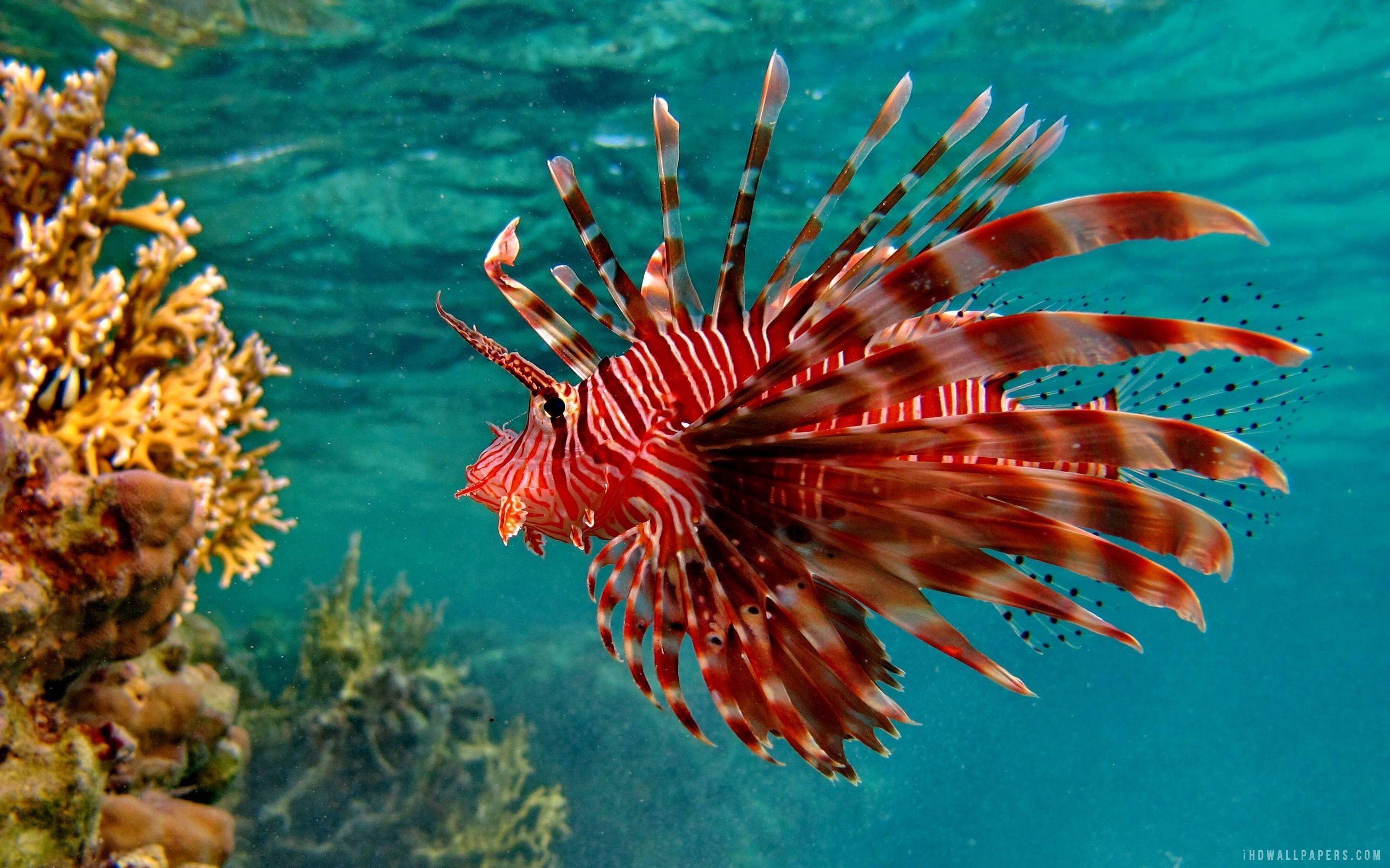 2880x1800 Colorful Fish Wallpaper