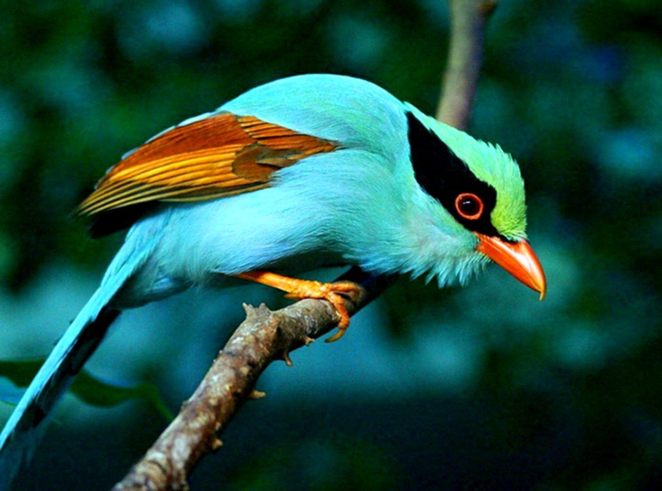 1339x993 Exotic Birds HD Wallpaper