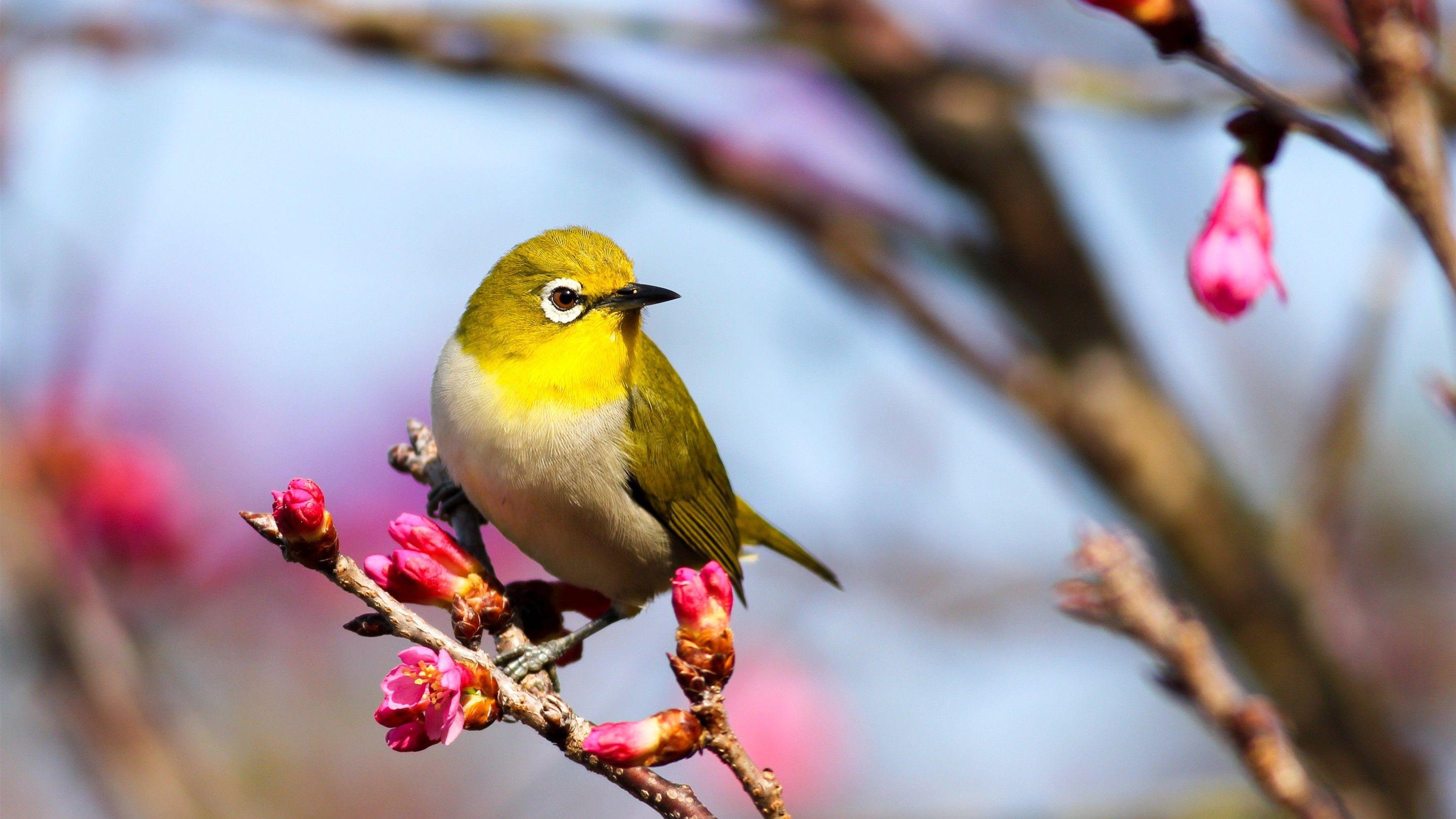 2880x1620 Yellow Bird HD Picture