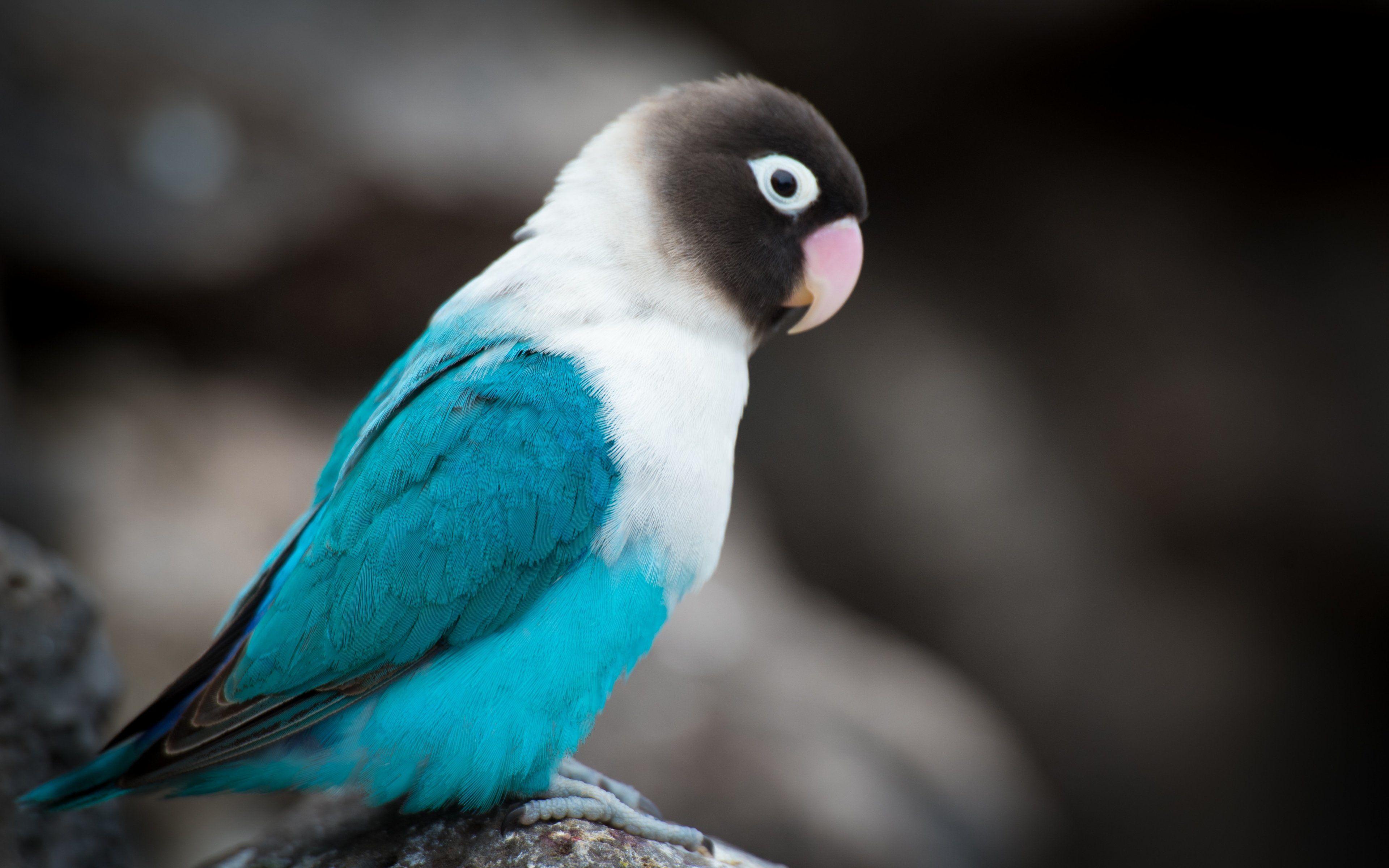 3840x2400 Love Bird, HD Birds, 4k Wallpaper, Image, Background
