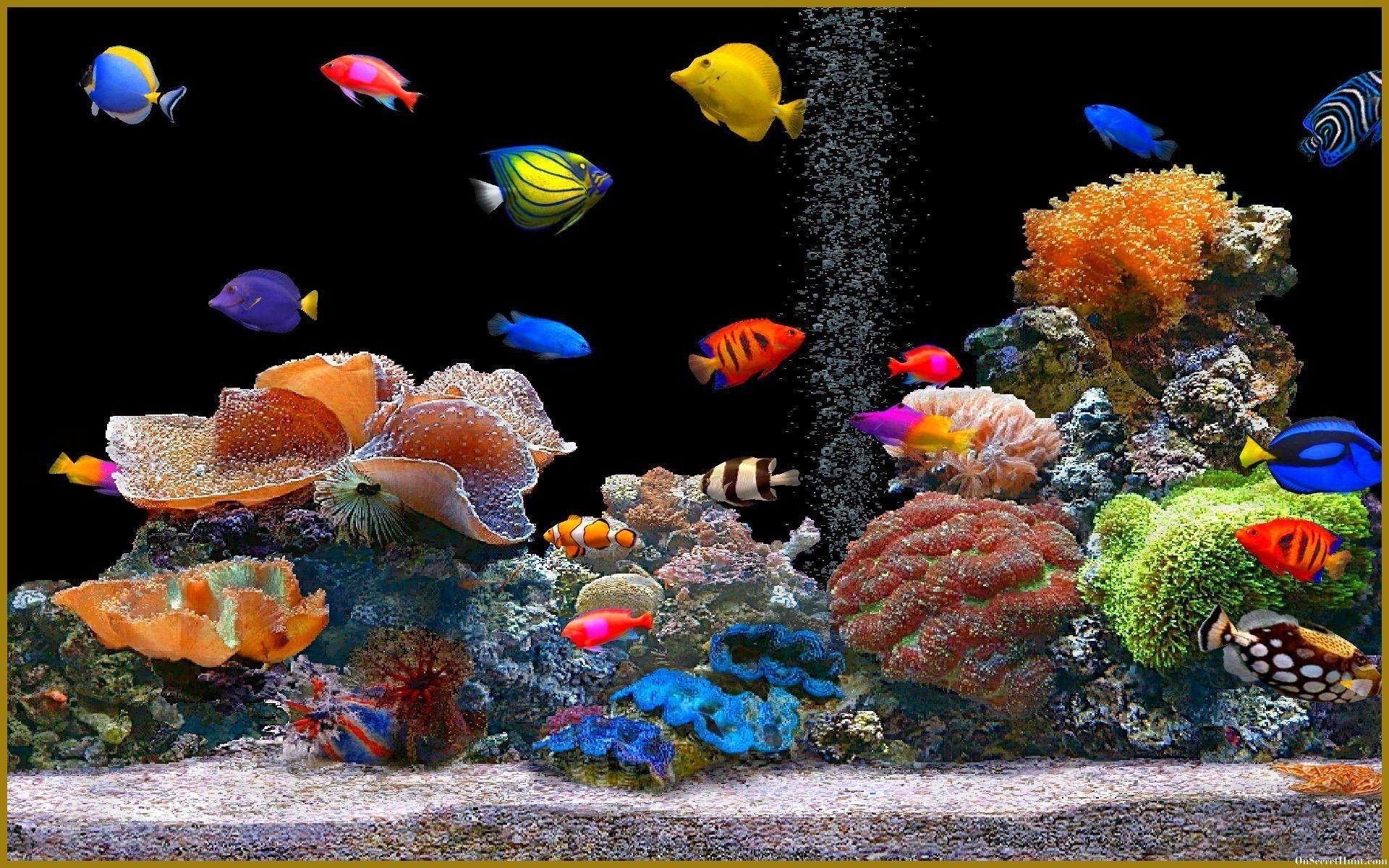 Fish Tank Wallpapers Top Free Fish Tank Backgrounds WallpaperAccess