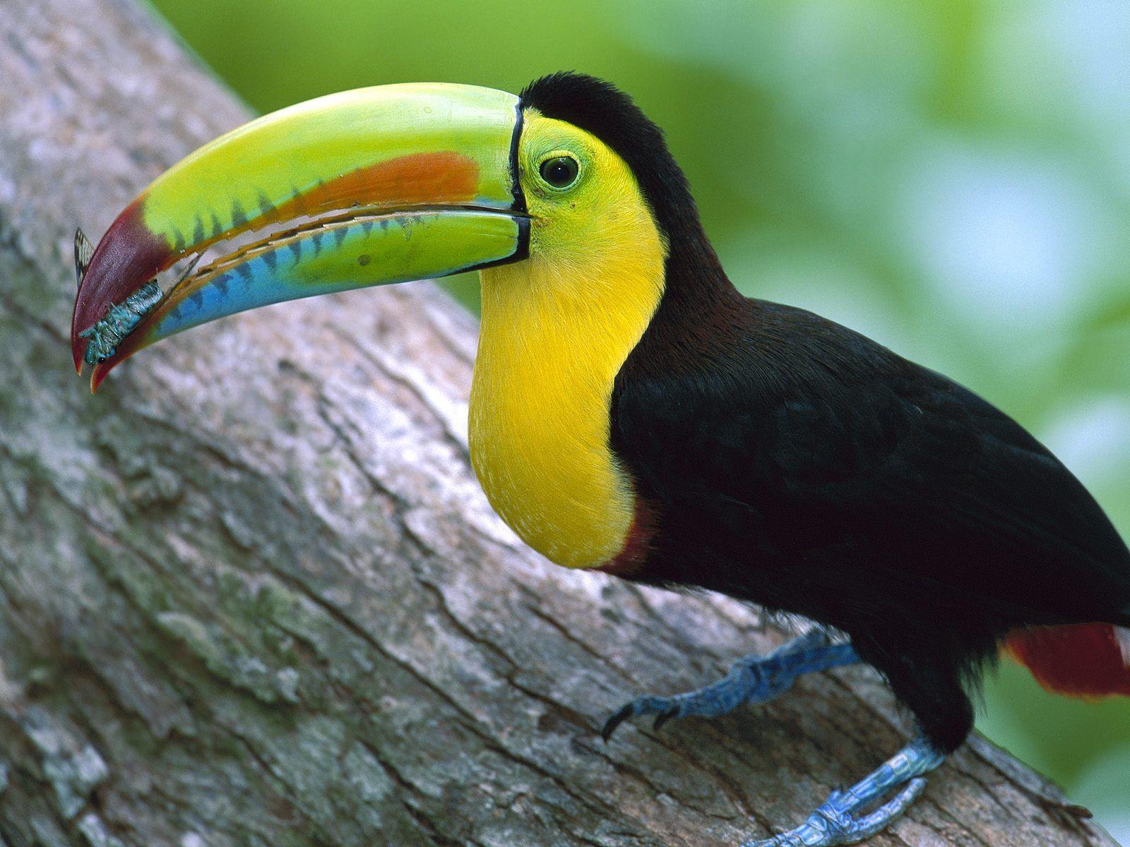 1600x1200 Animals & Birds -HD Wallpaper Free