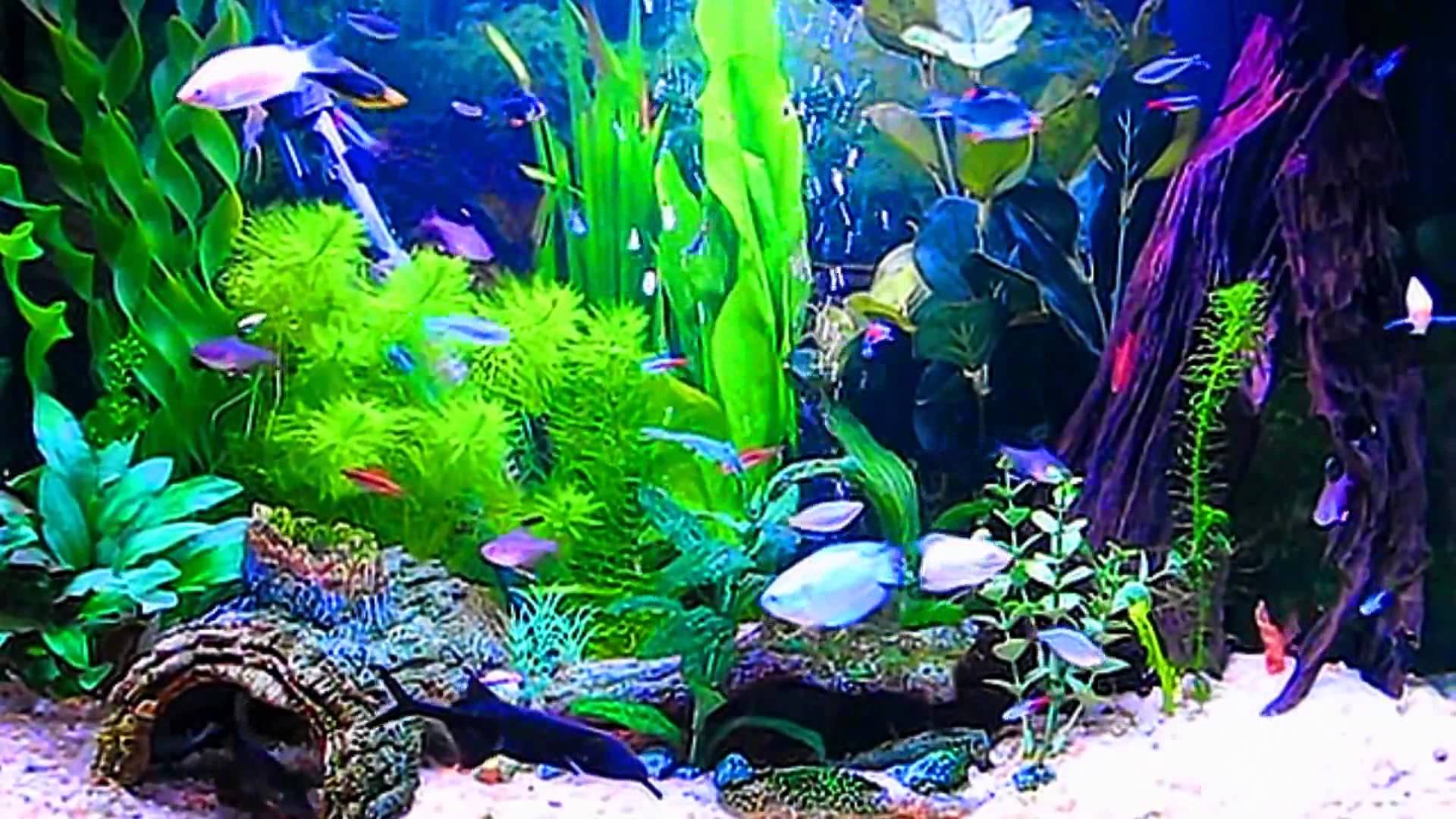 saltwater fish aquarium screensaver 4k