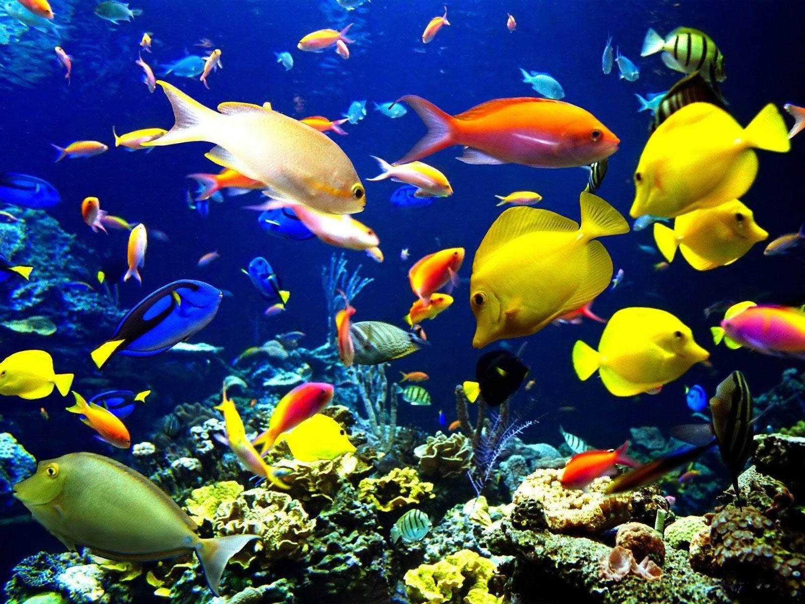 Live Fish Wallpapers - Top Free Live Fish Backgrounds - WallpaperAccess