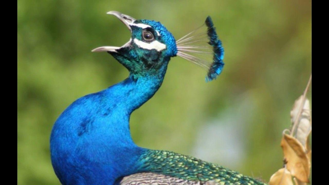 1280x720 Peacock Wallpaper. Free Download Colorful Birds HD Desktop
