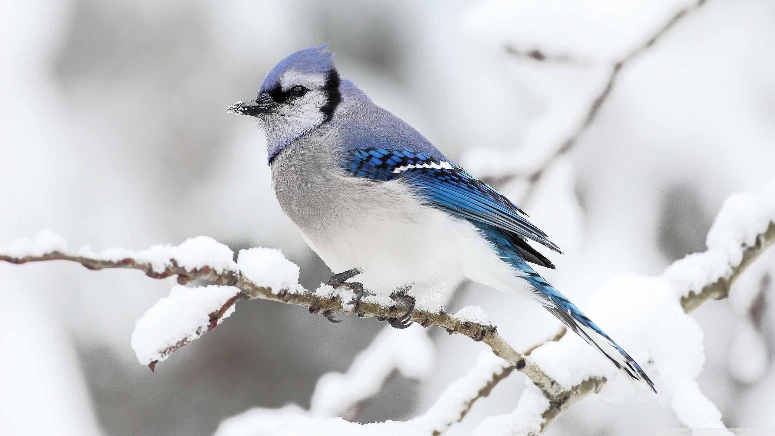 2560x1440 Blue Jay Birds HD Wallpaper