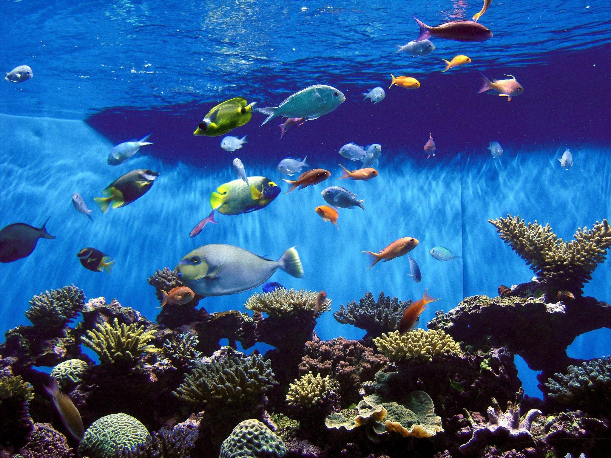 HD Aquarium Wallpapers - Top Free HD Aquarium Backgrounds - WallpaperAccess