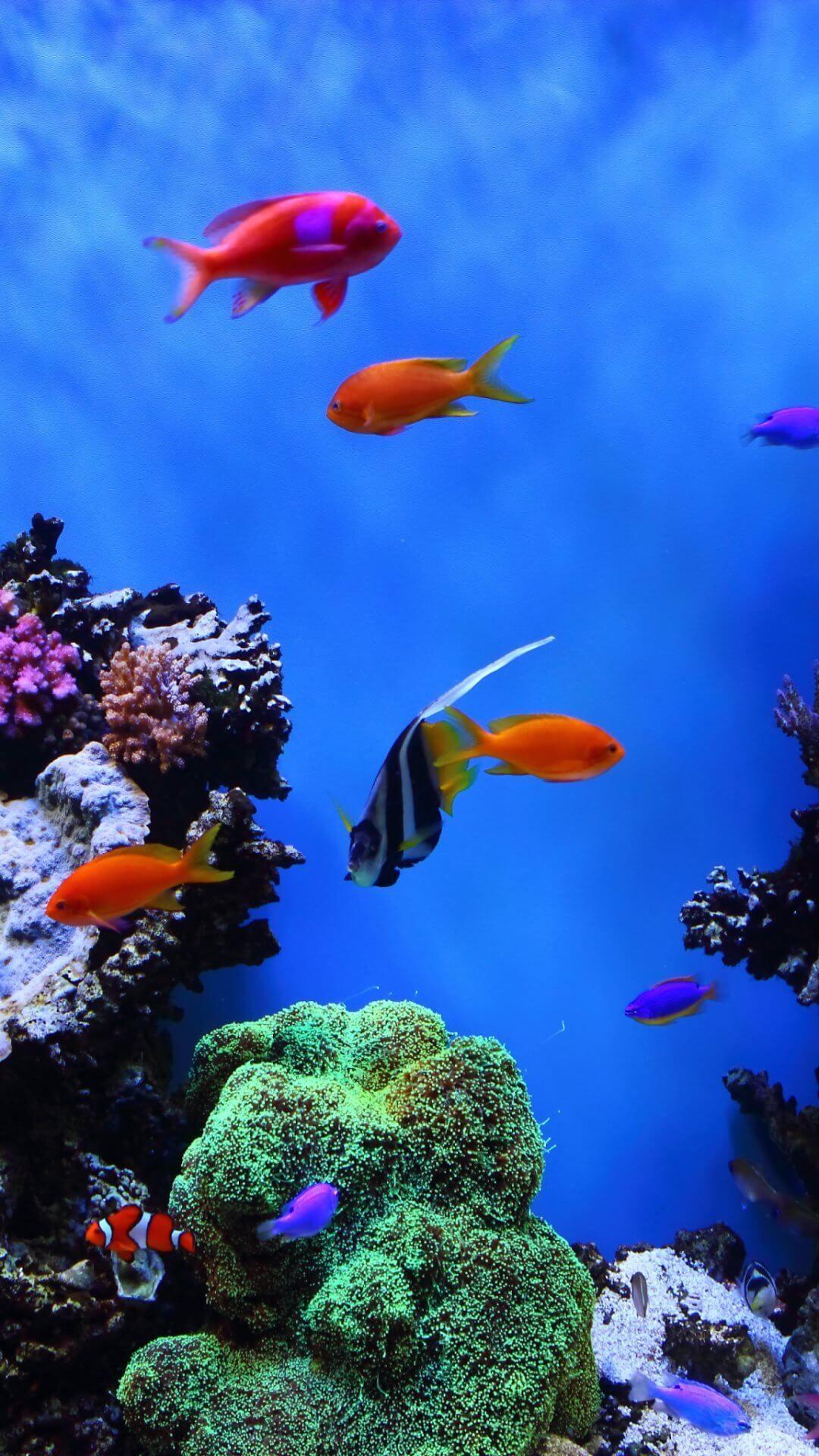1080x1920 Animal wallpaper aquarium iPhone Wallpaper, iphone 4 background