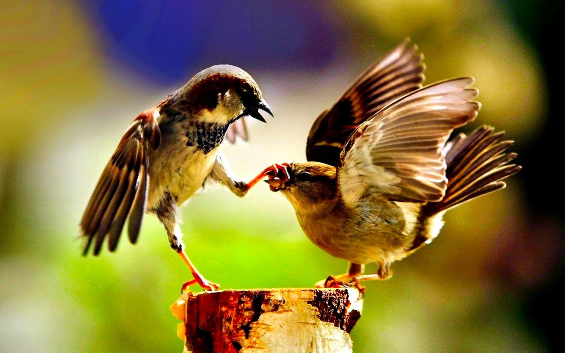 1800x1125 Birds HD Wallpaper and Background Image Wallpaper