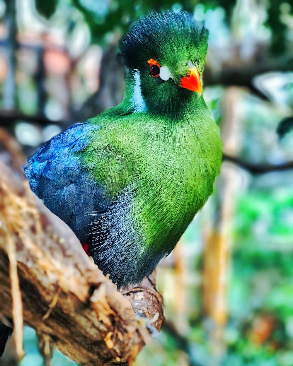 1000x1250 selective focus photography of green bird perched on brown