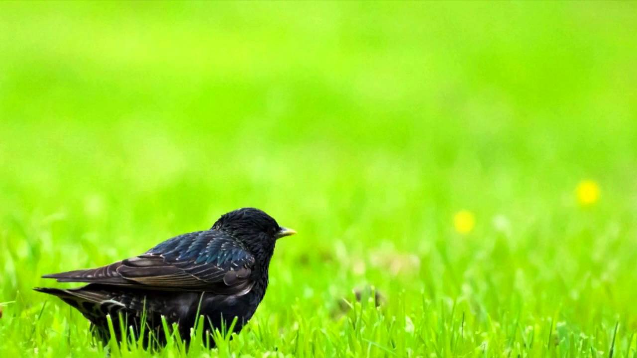 1280x720 Birds Image, HD Nature Bird image, HD wallpaper bird