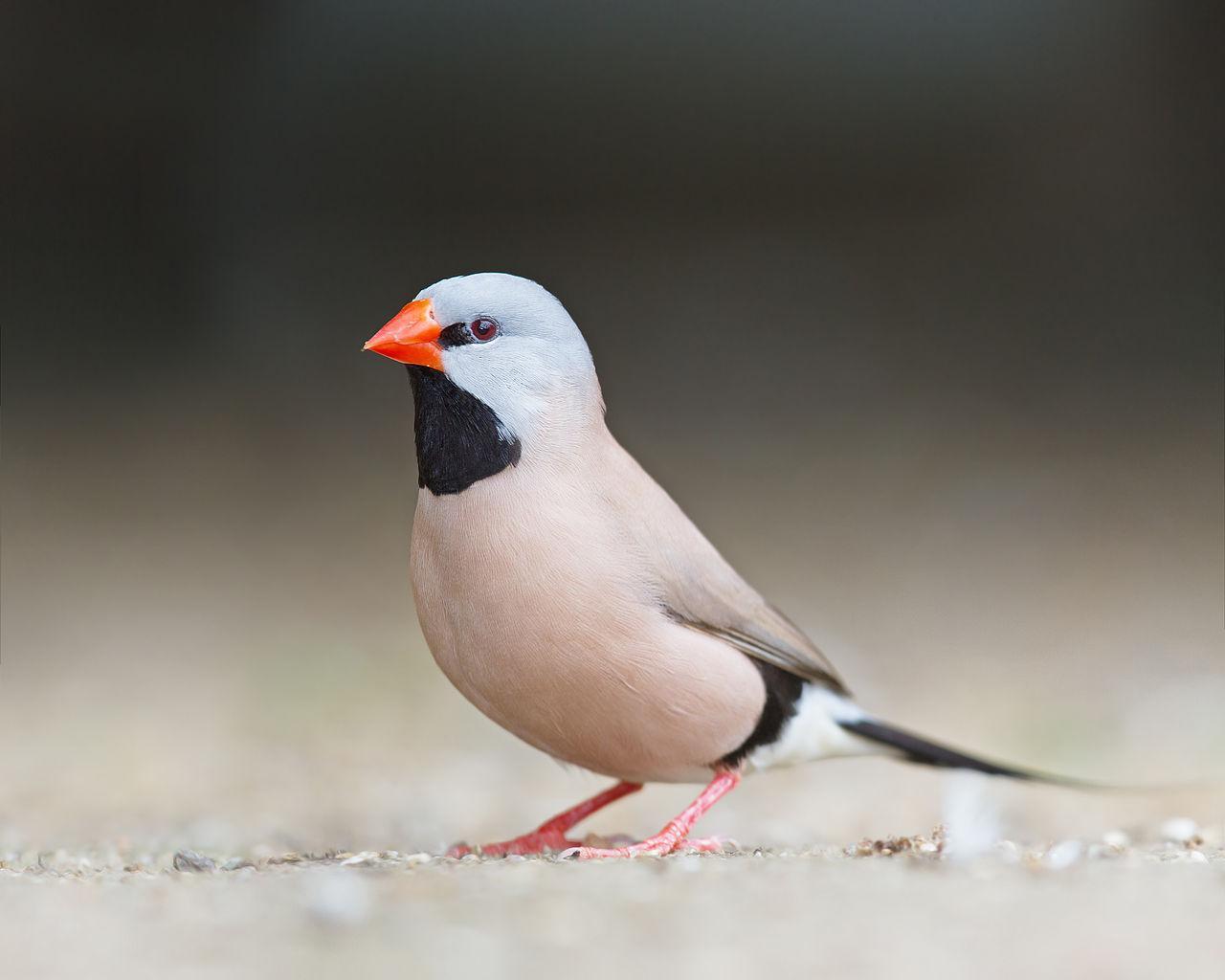 1280x1024 Beautiful Birds HD Wallpaper for Android