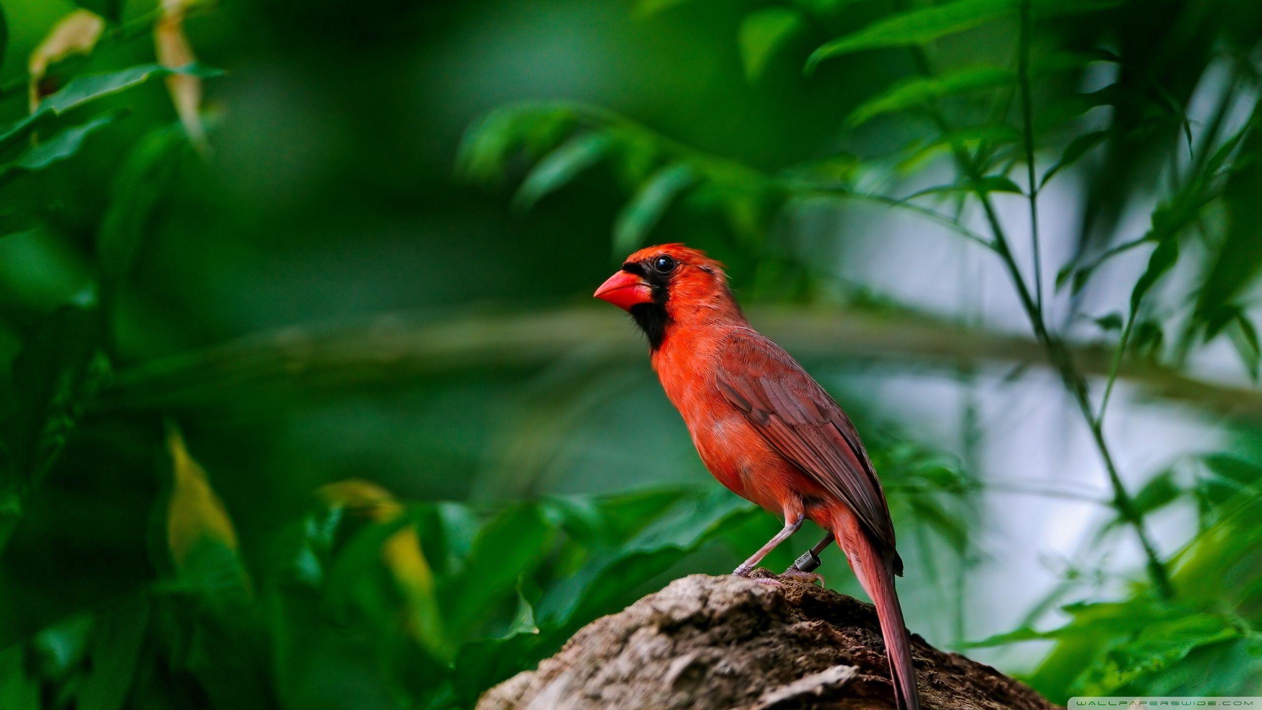 2560x1440 Red Bird ❤ 4K HD Desktop Wallpaper for 4K Ultra HD TV