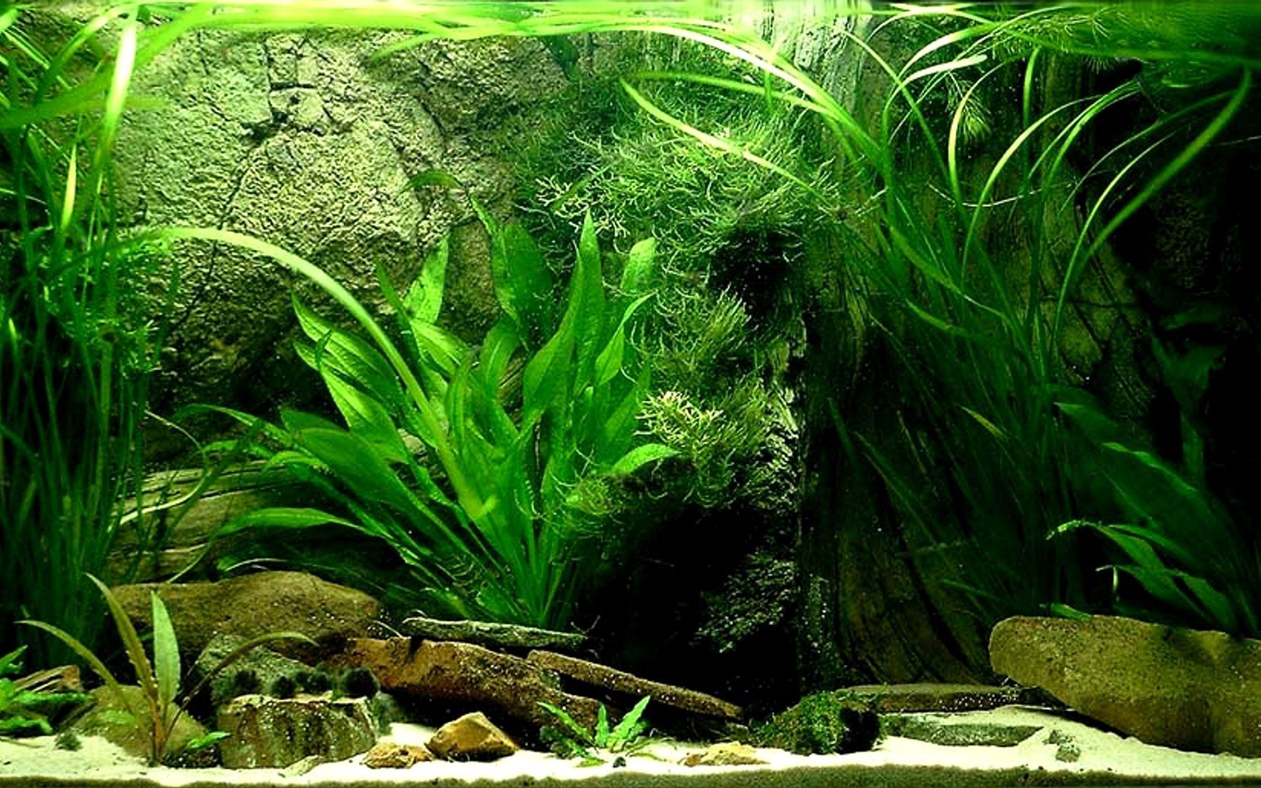 fish tank hd desktop fish tank hd desktop