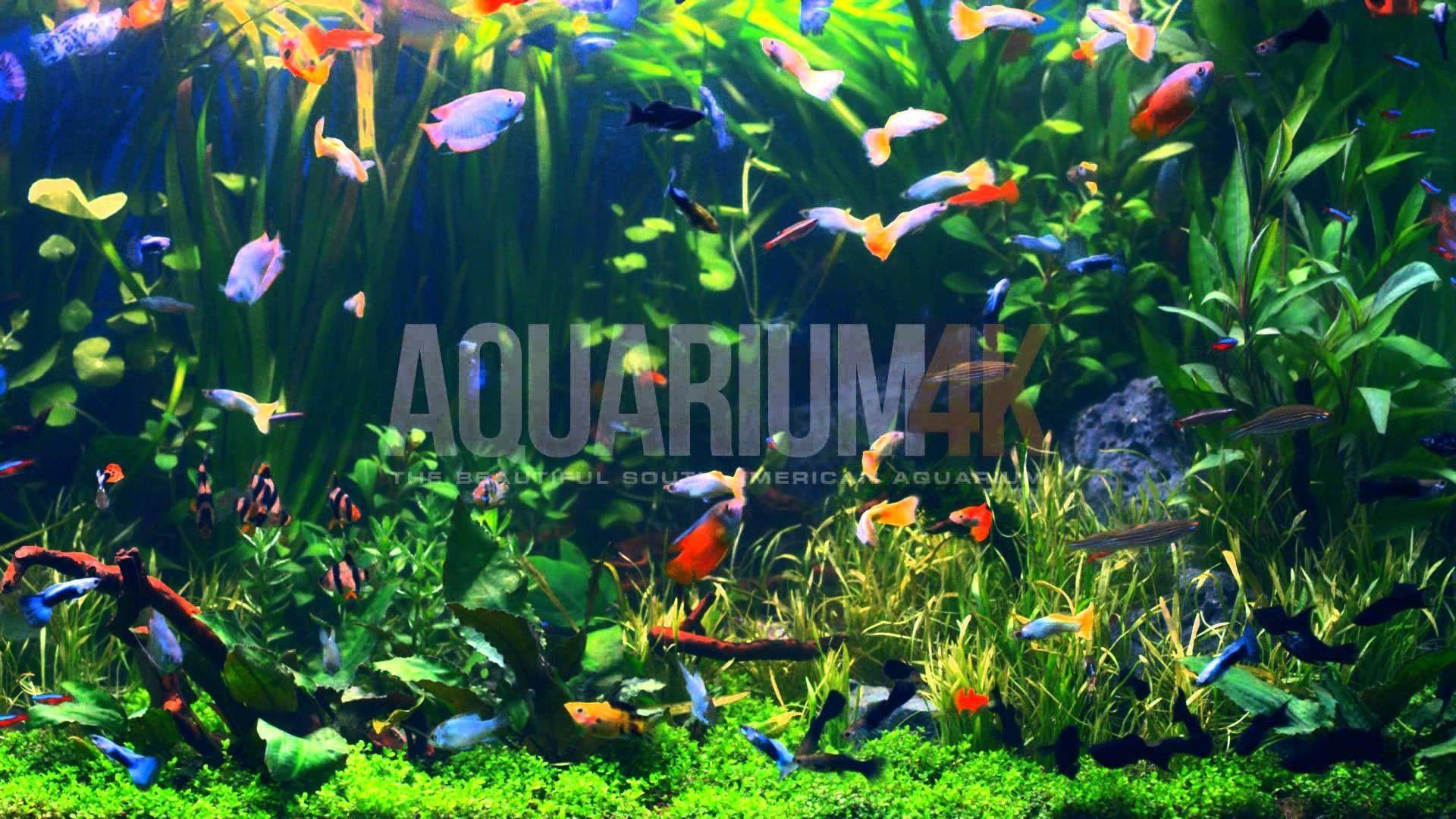 wallpaper aquarium 4k